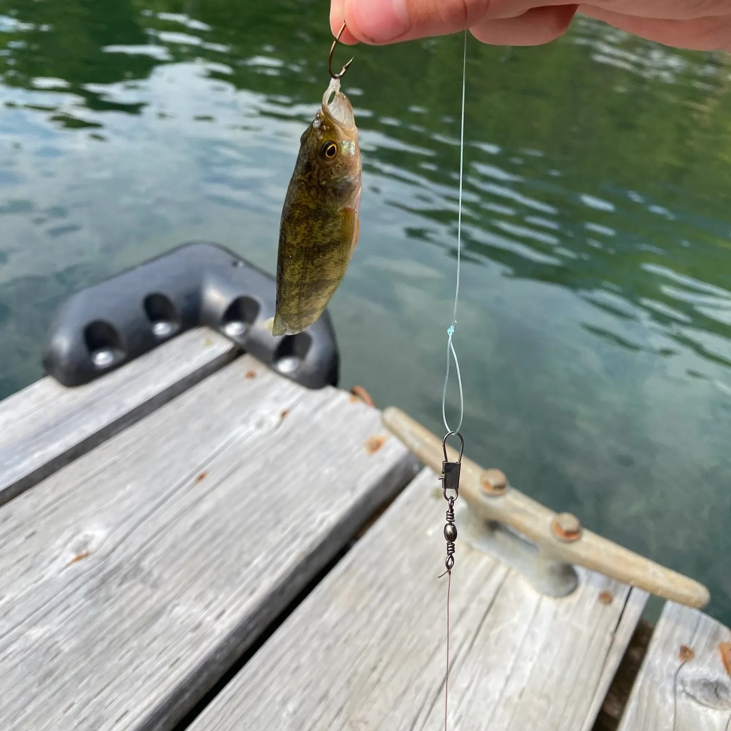 Yellow perch caught on Fishbrain