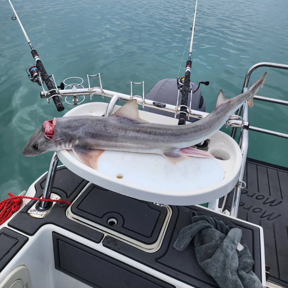 Gummy shark caught on Fishbrain