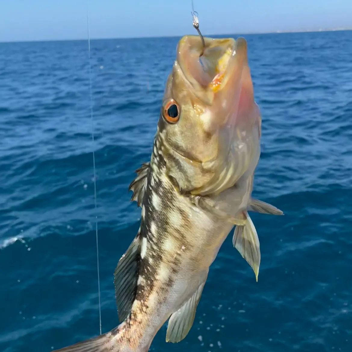 Barred sand bass caught on Fishbrain