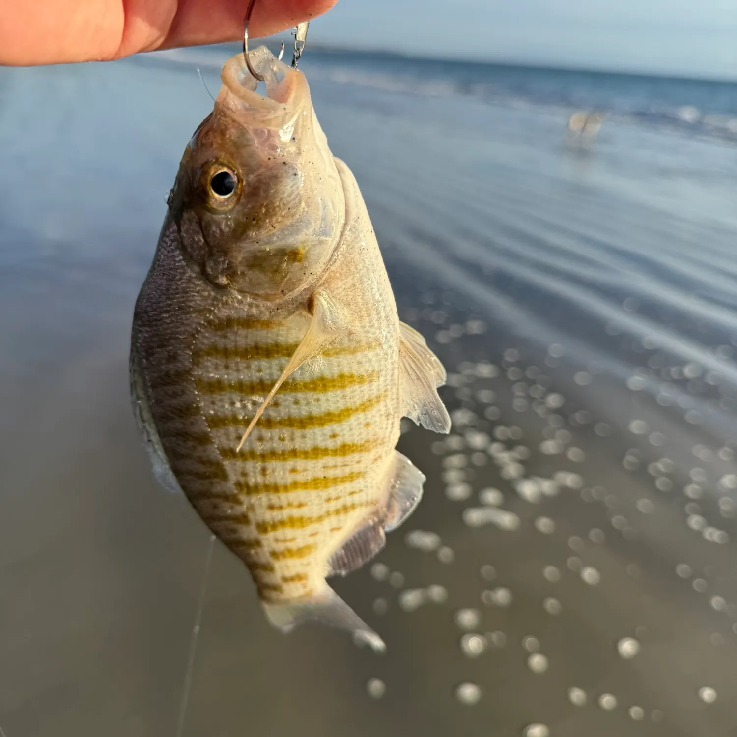 Barred surfperch caught on Fishbrain