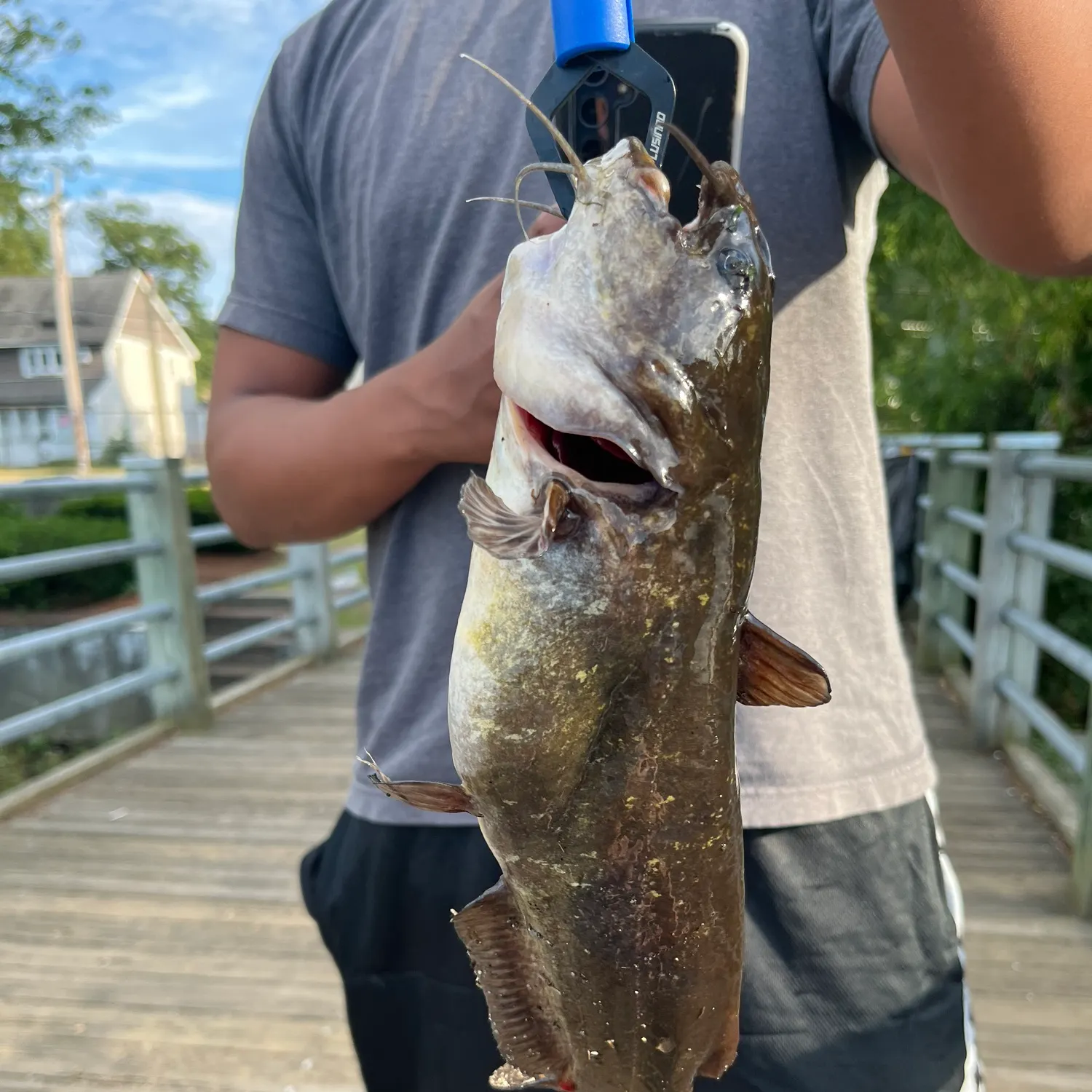 Channel catfish caught on Fishbrain
