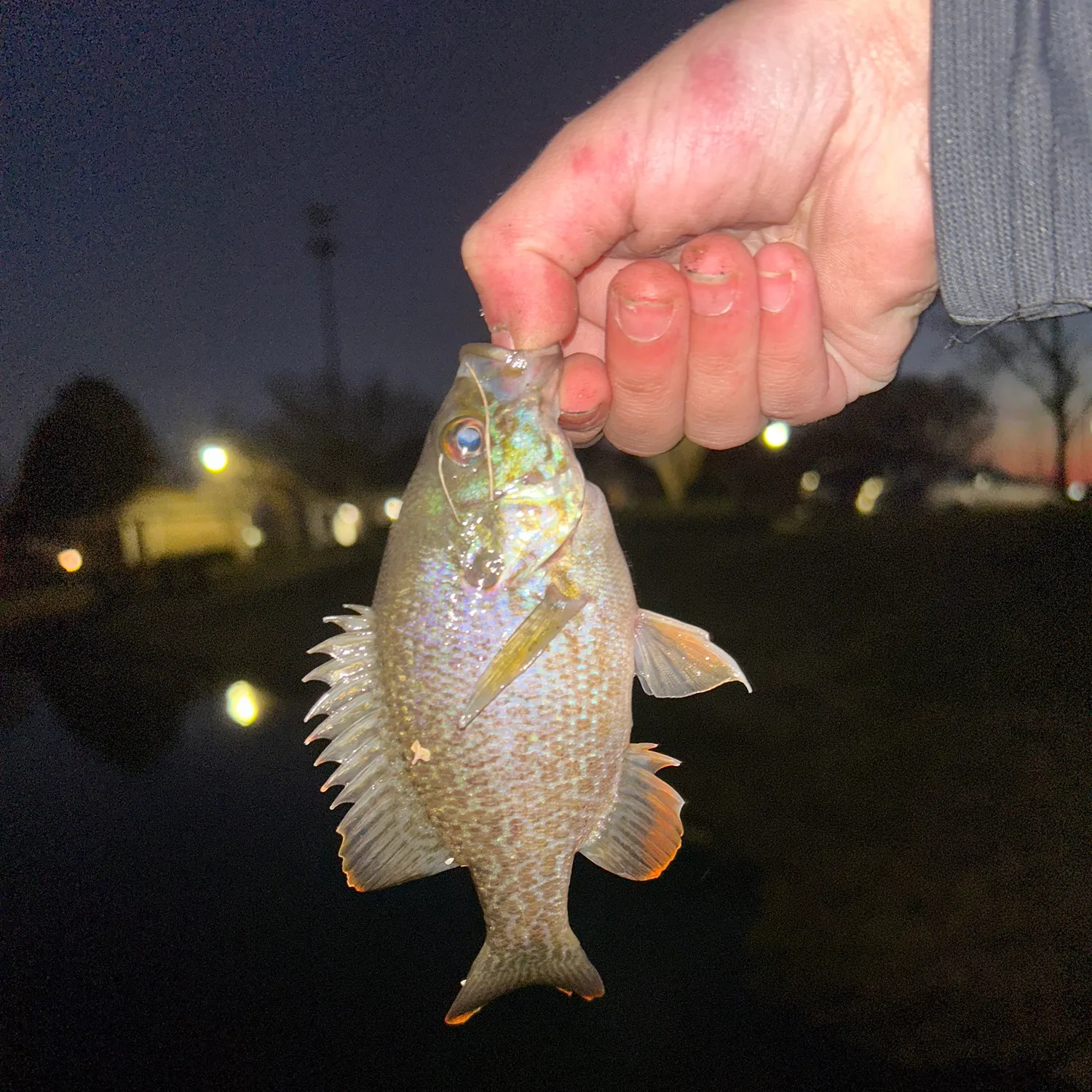 The most recent Greengill hybrid catches on Fishbrain