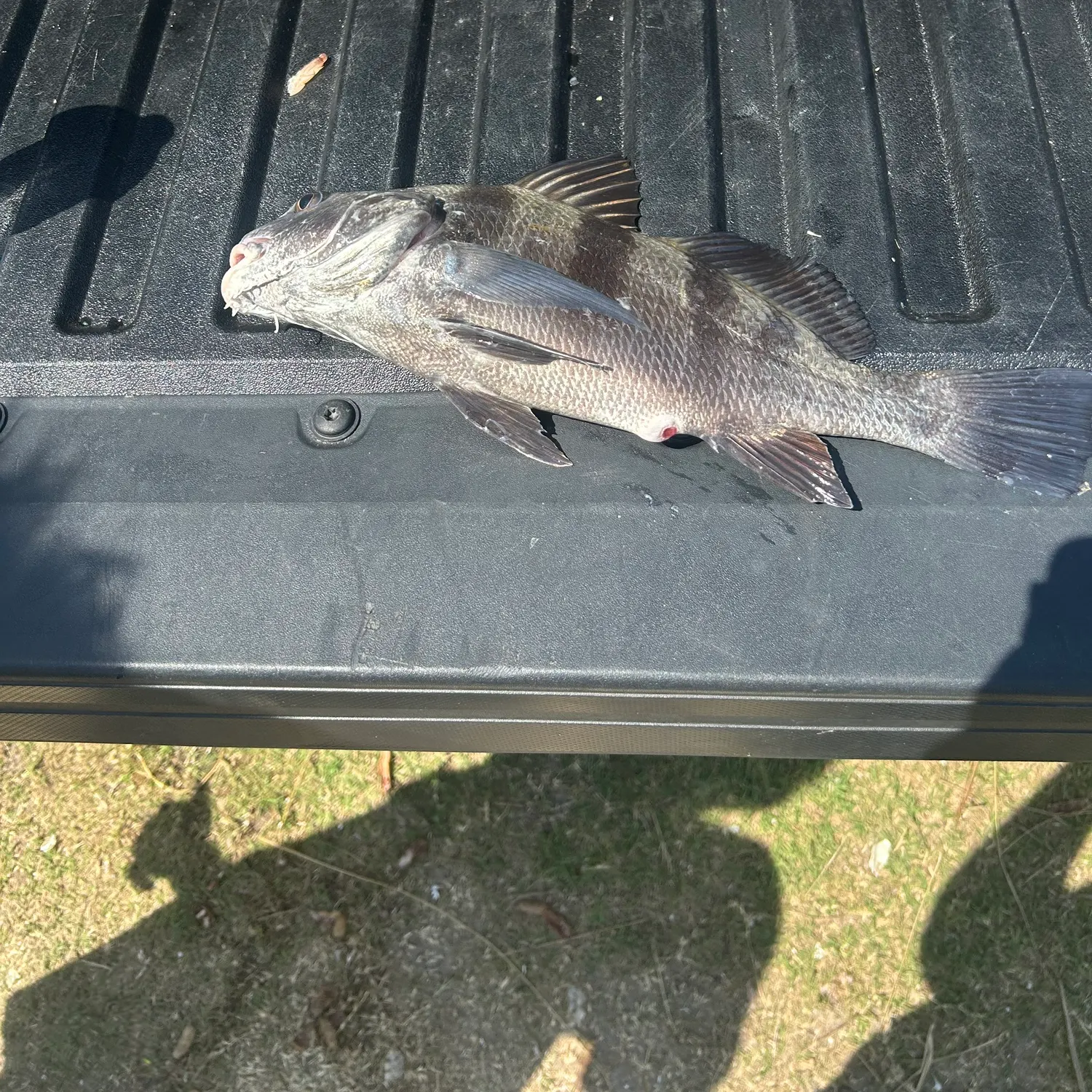 The most recent Black drum catches on Fishbrain