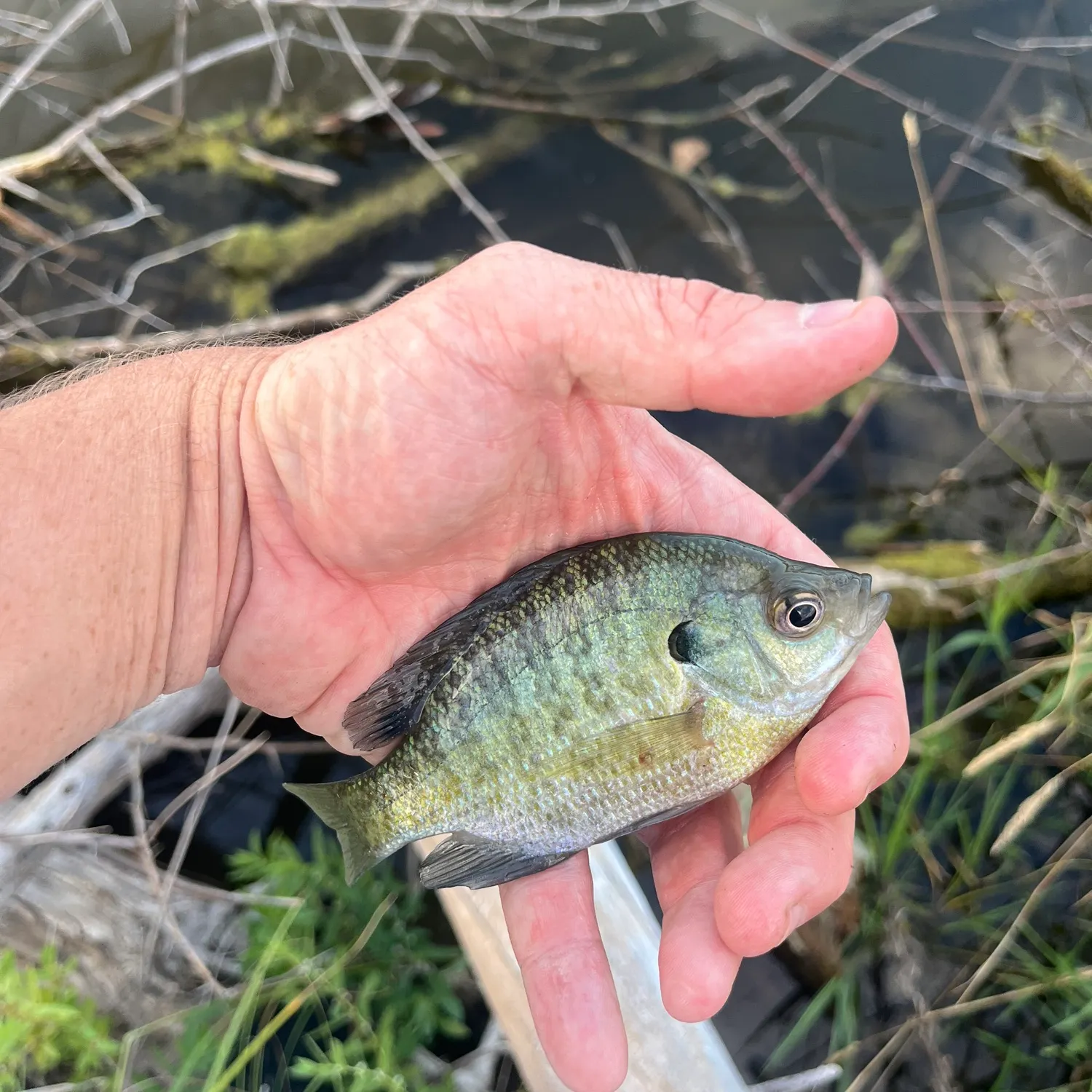 Bluegill caught on Fishbrain