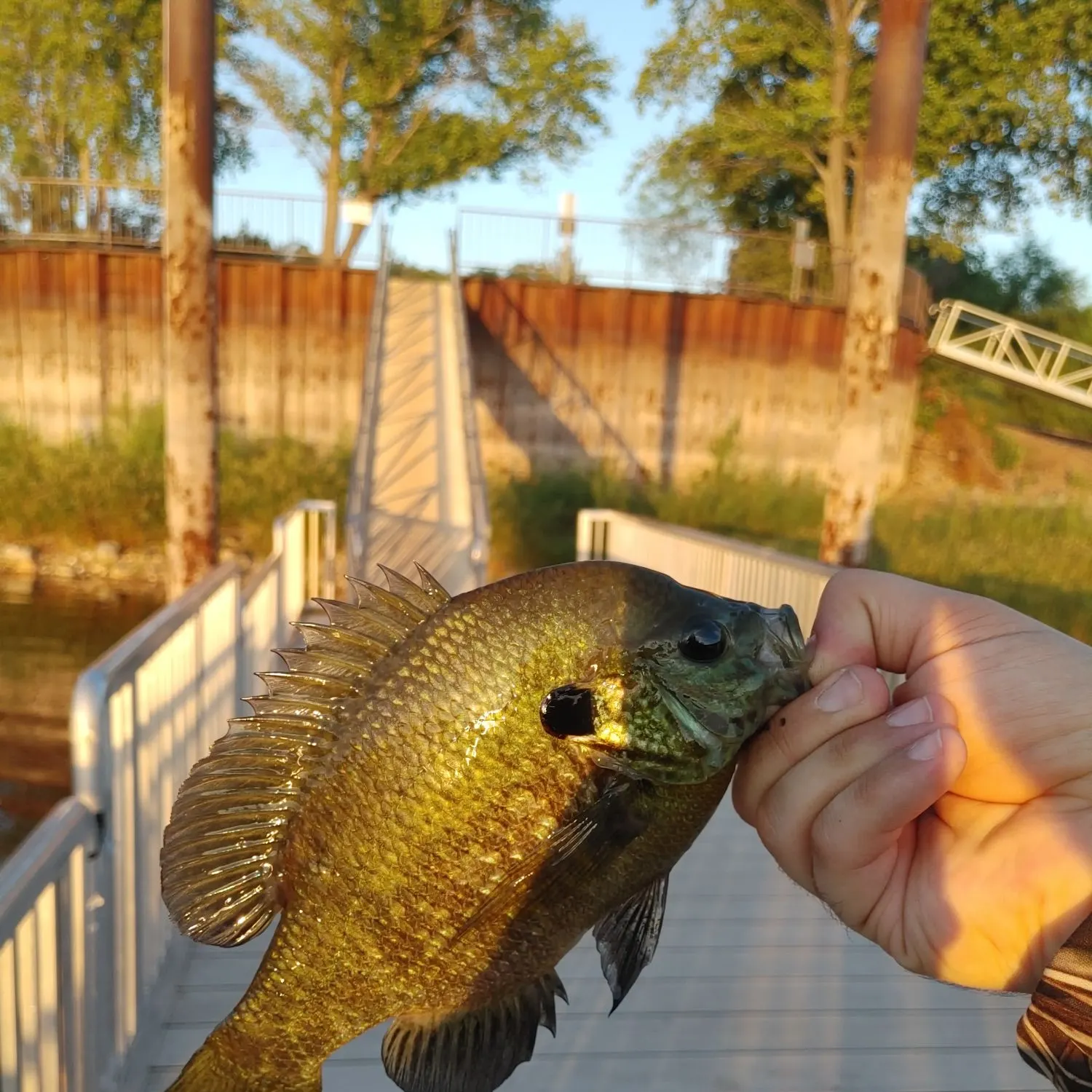 Bluegill caught on Fishbrain