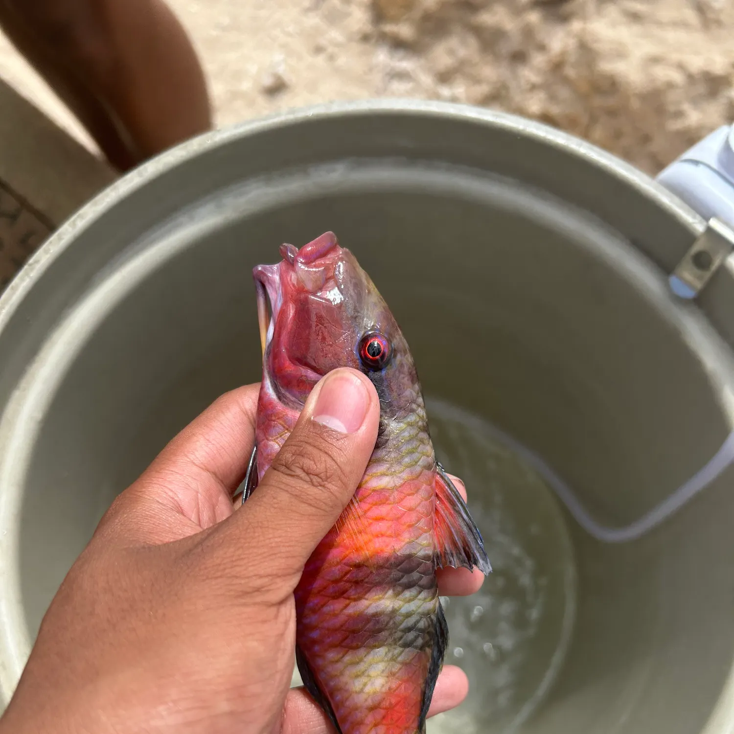 catch