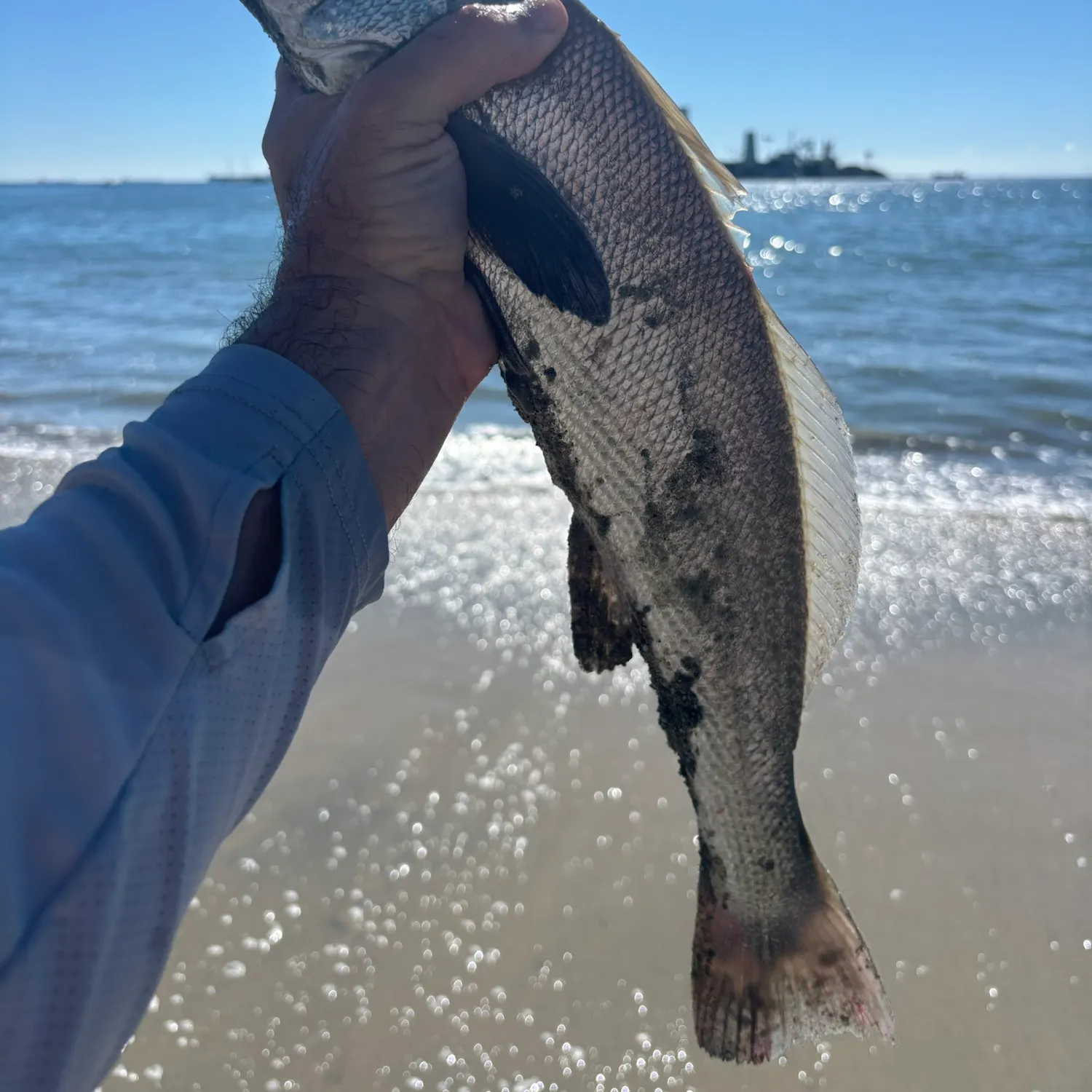 California corbina caught on Fishbrain