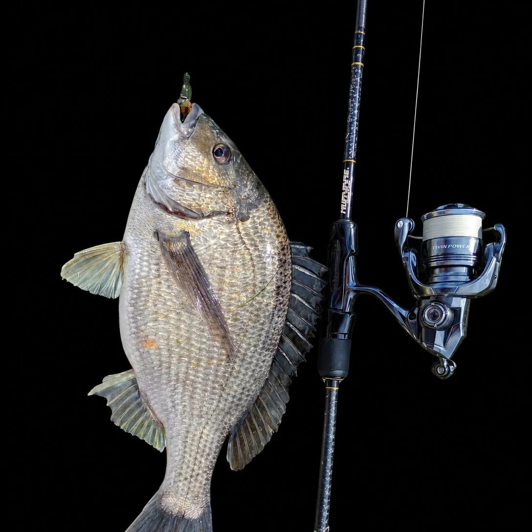 The most recent Southern black bream catches on Fishbrain
