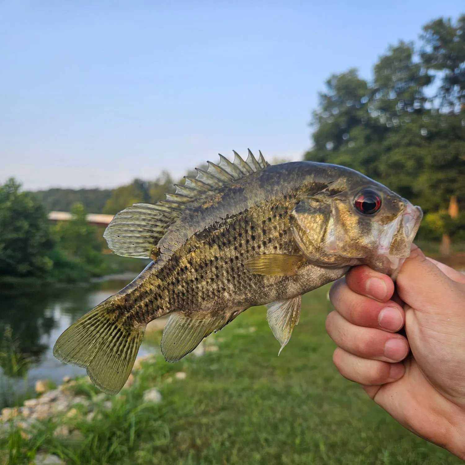 Shadow bass caught on Fishbrain