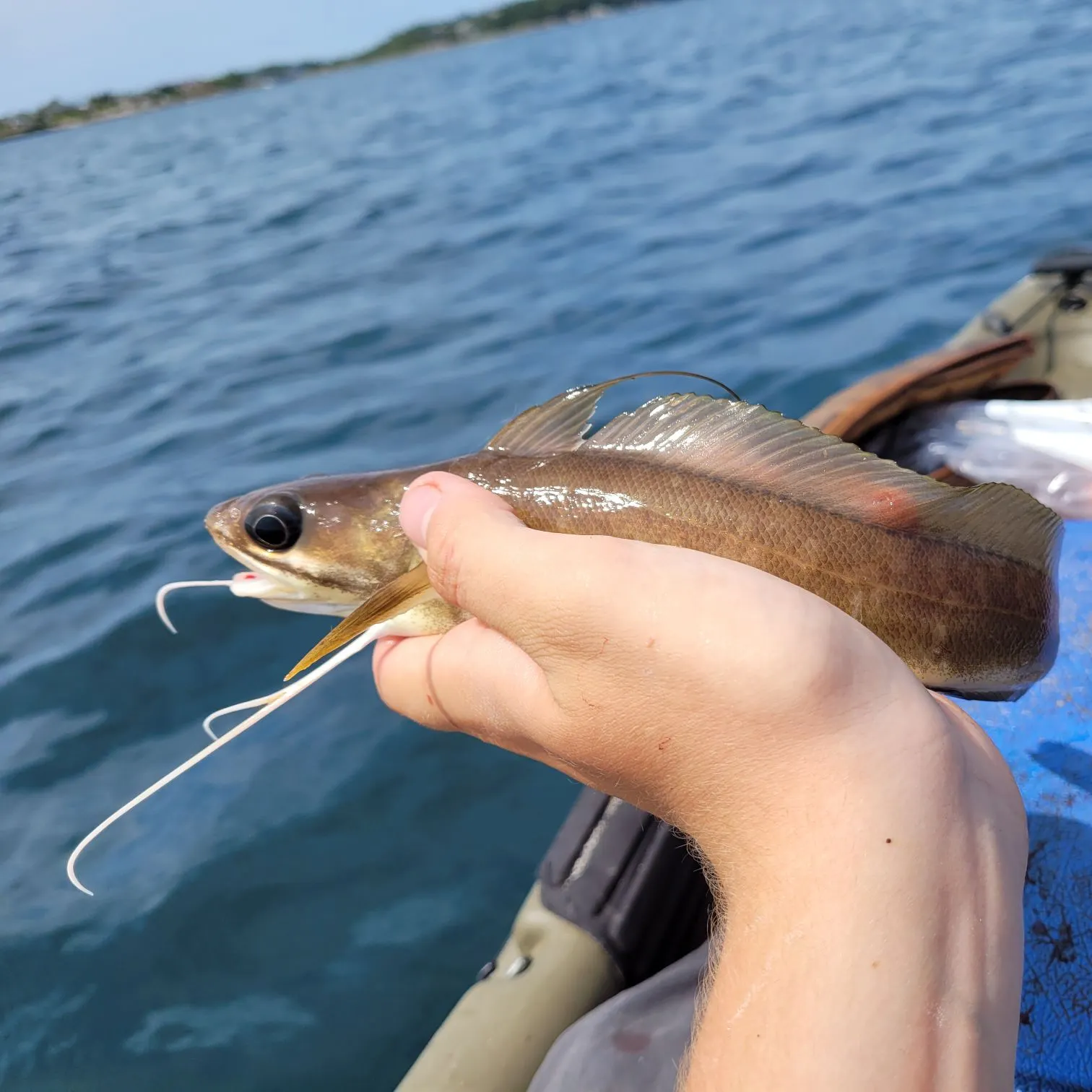 The most recent Red hake catches on Fishbrain