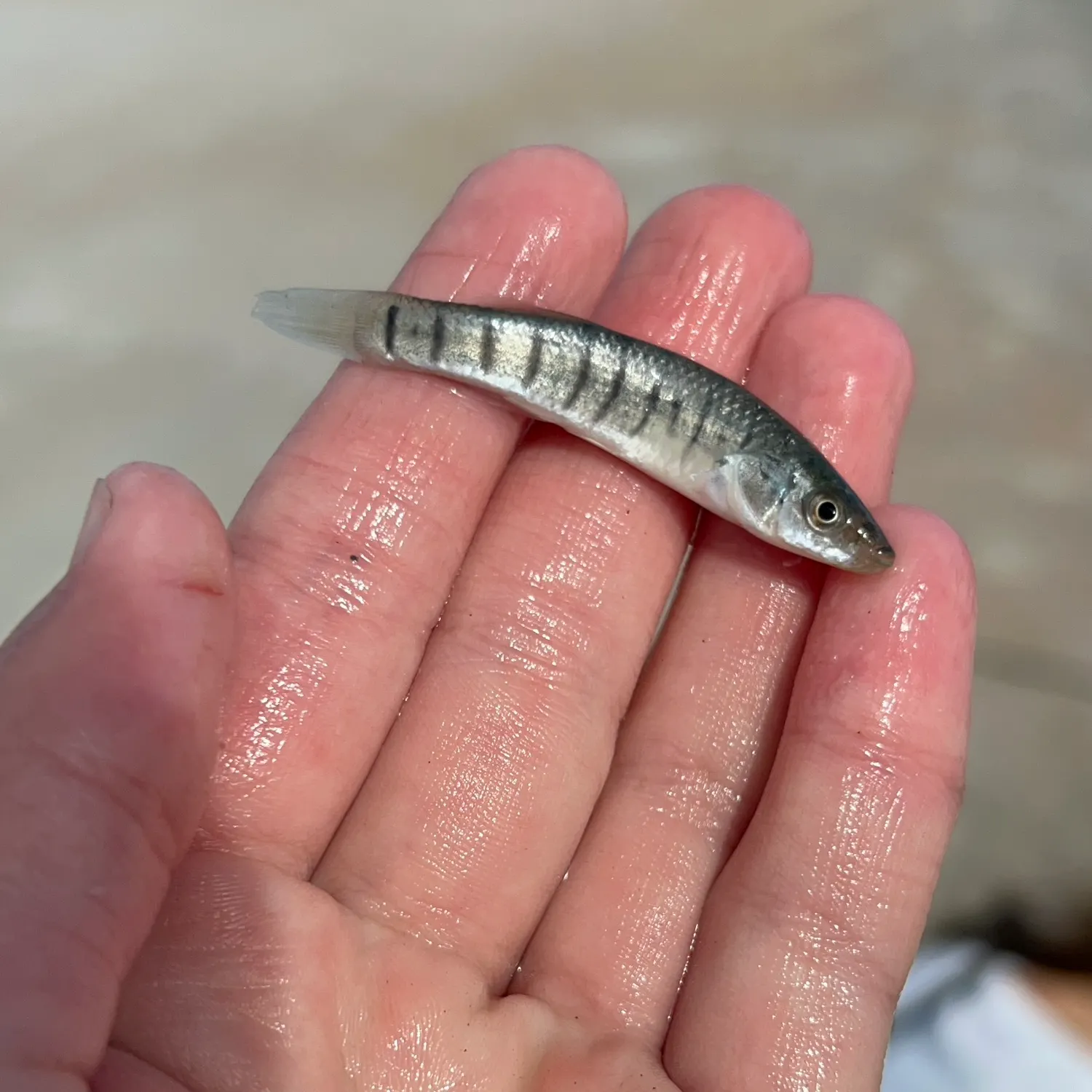 The most recent Common logperch catches on Fishbrain