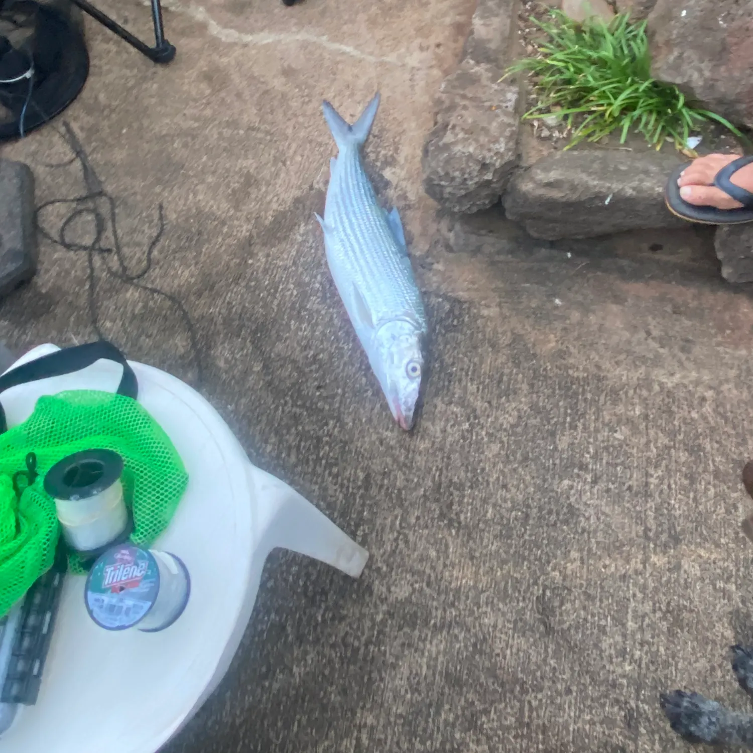 The most recent West Atlantic bonefish catches on Fishbrain