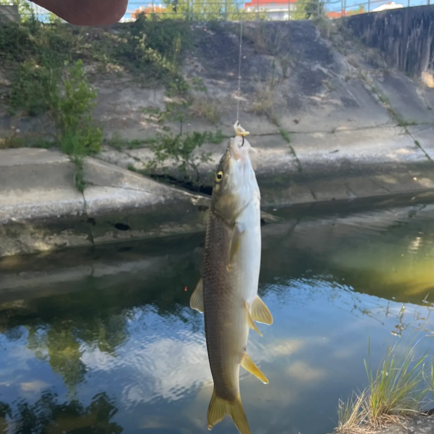 The most recent Common barbel catches on Fishbrain