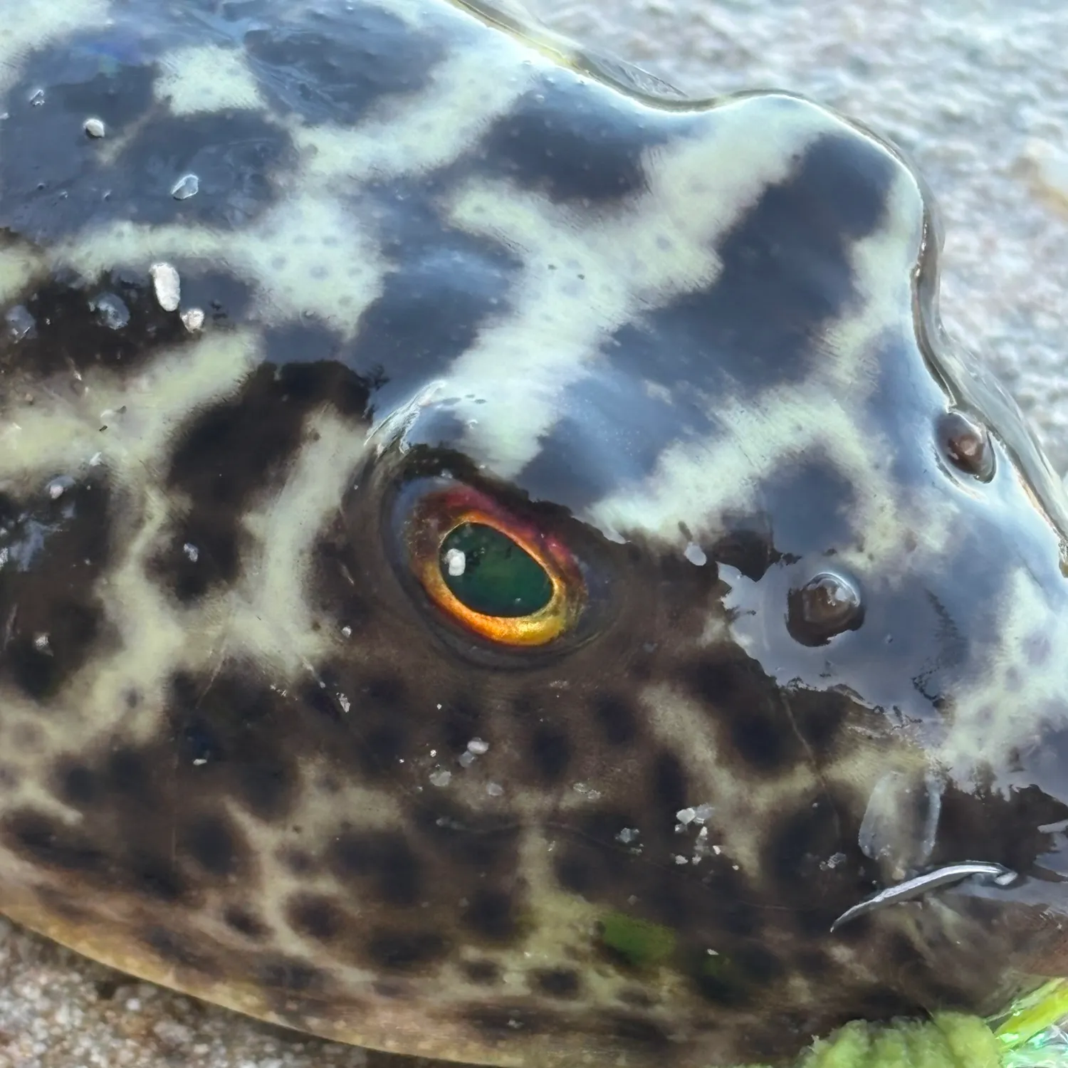 The most recent Southern puffer catches on Fishbrain