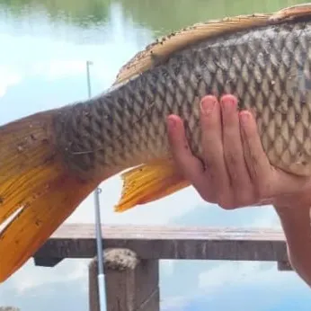 Common carp caught on Fishbrain