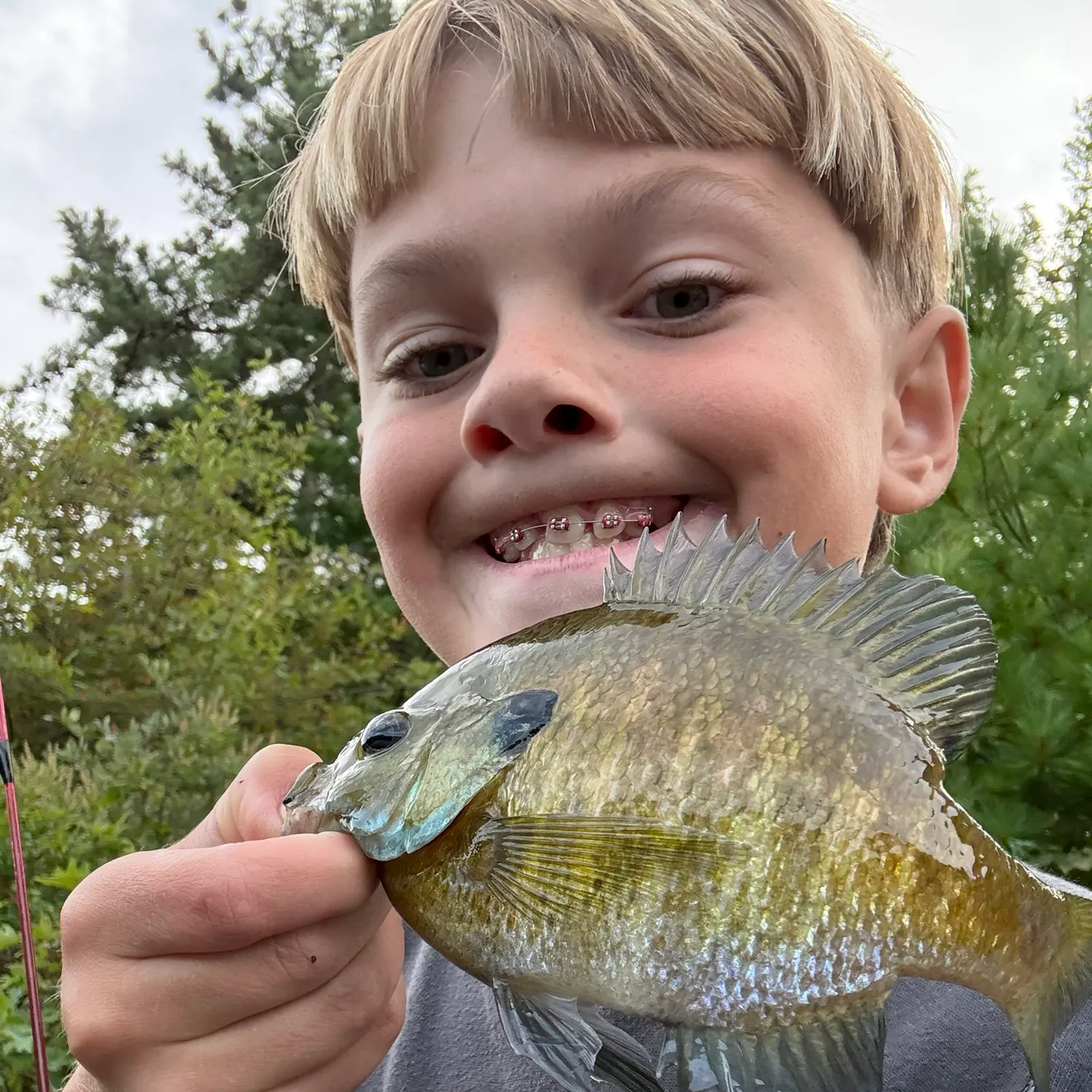 Bluegill caught on Fishbrain