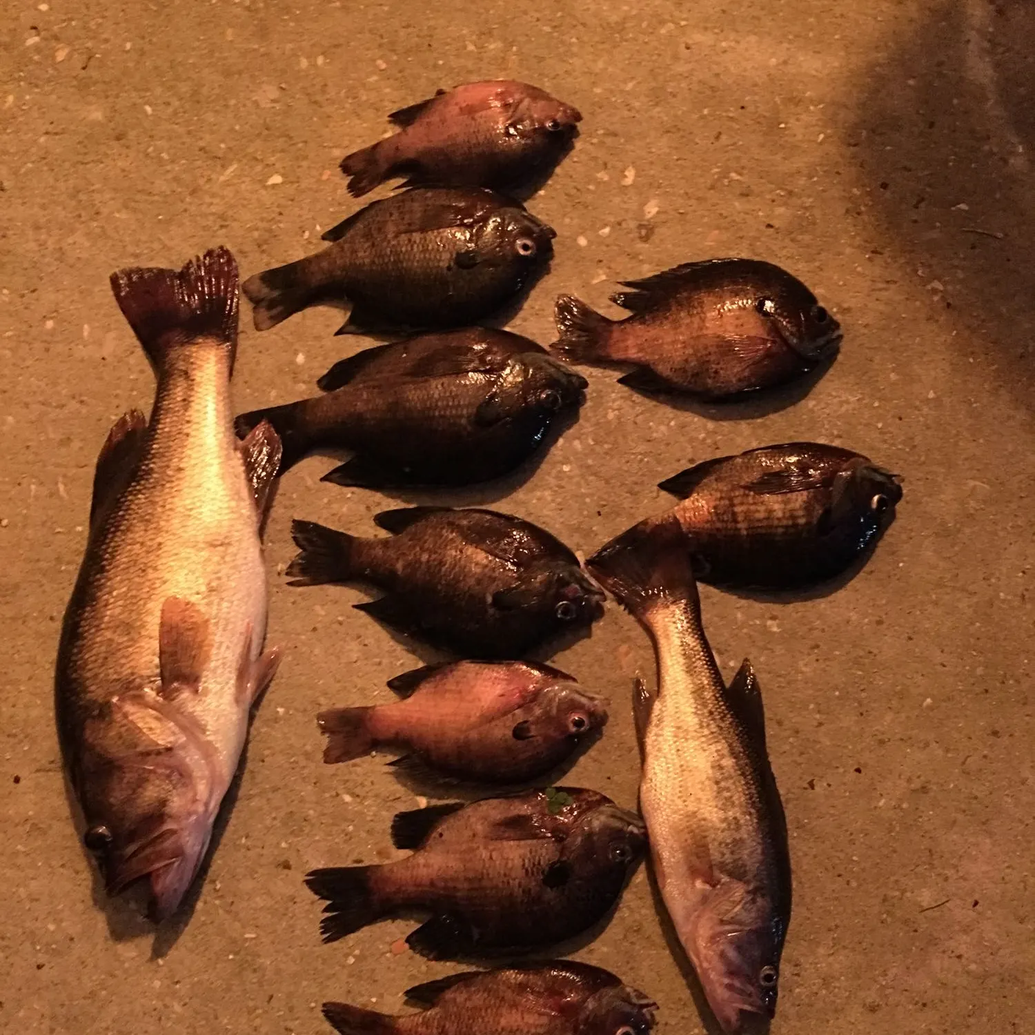 recently logged catches