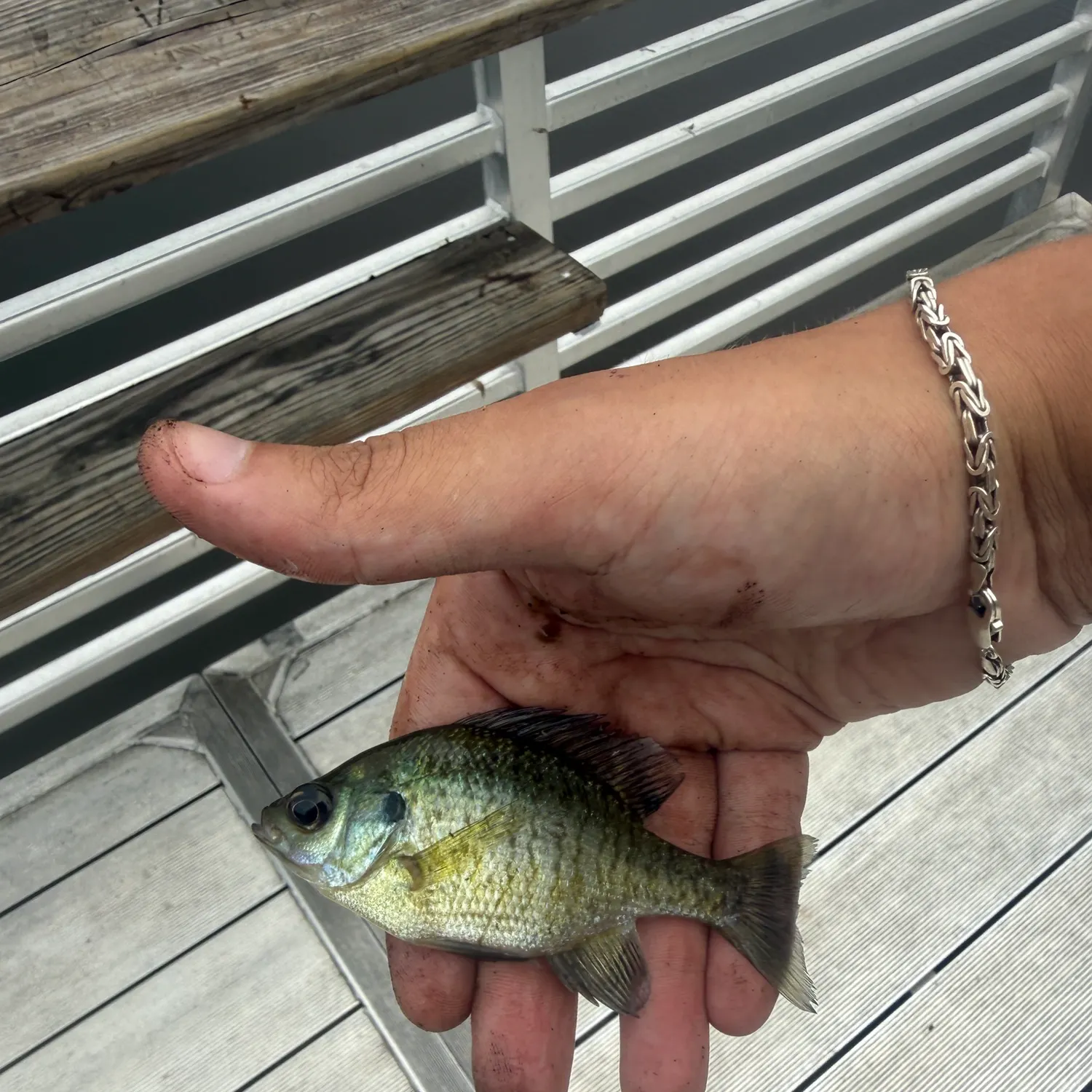 Bluegill caught on Fishbrain