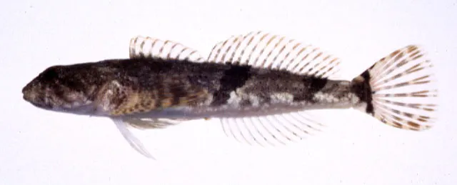 Japanese fluvial sculpin