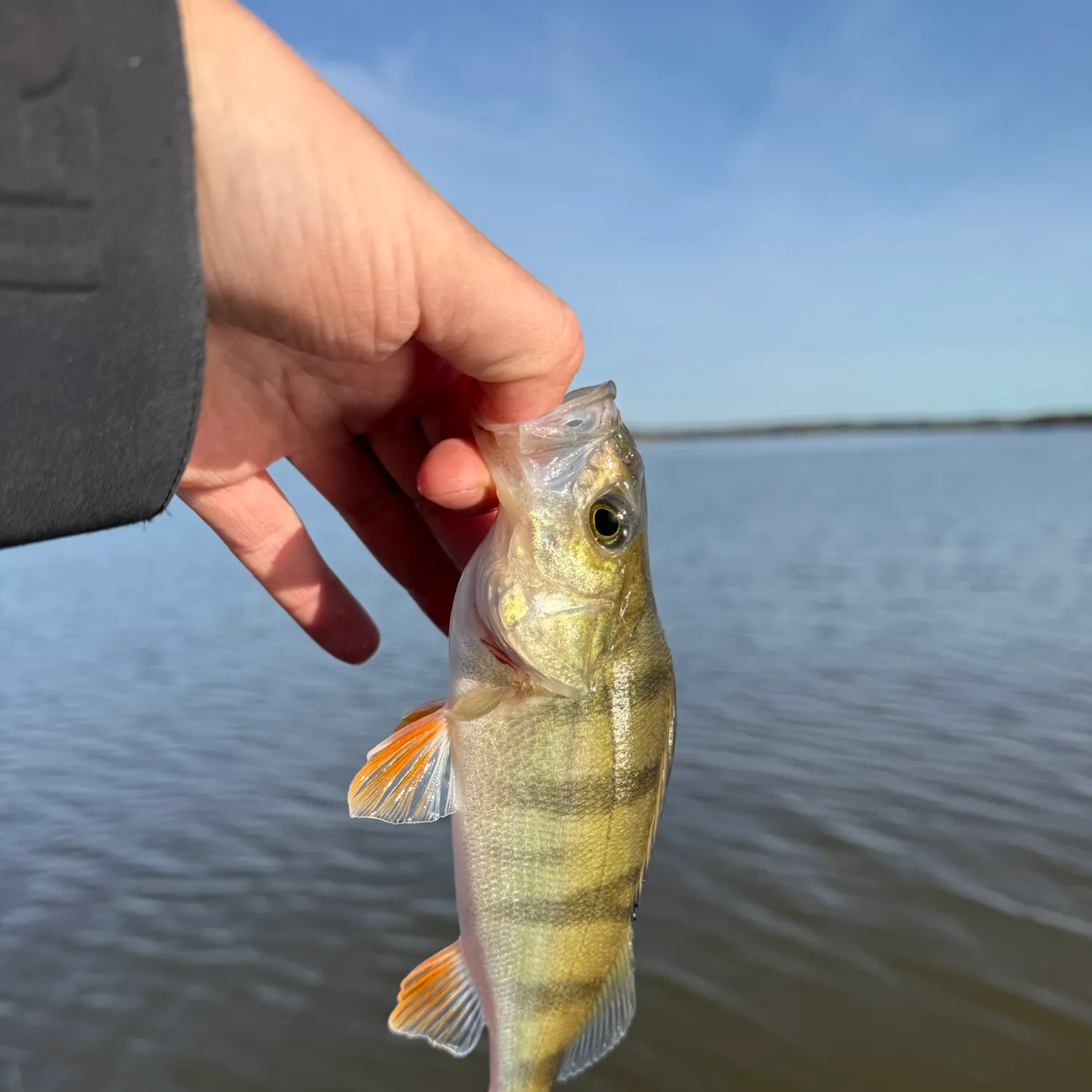European perch caught on Fishbrain