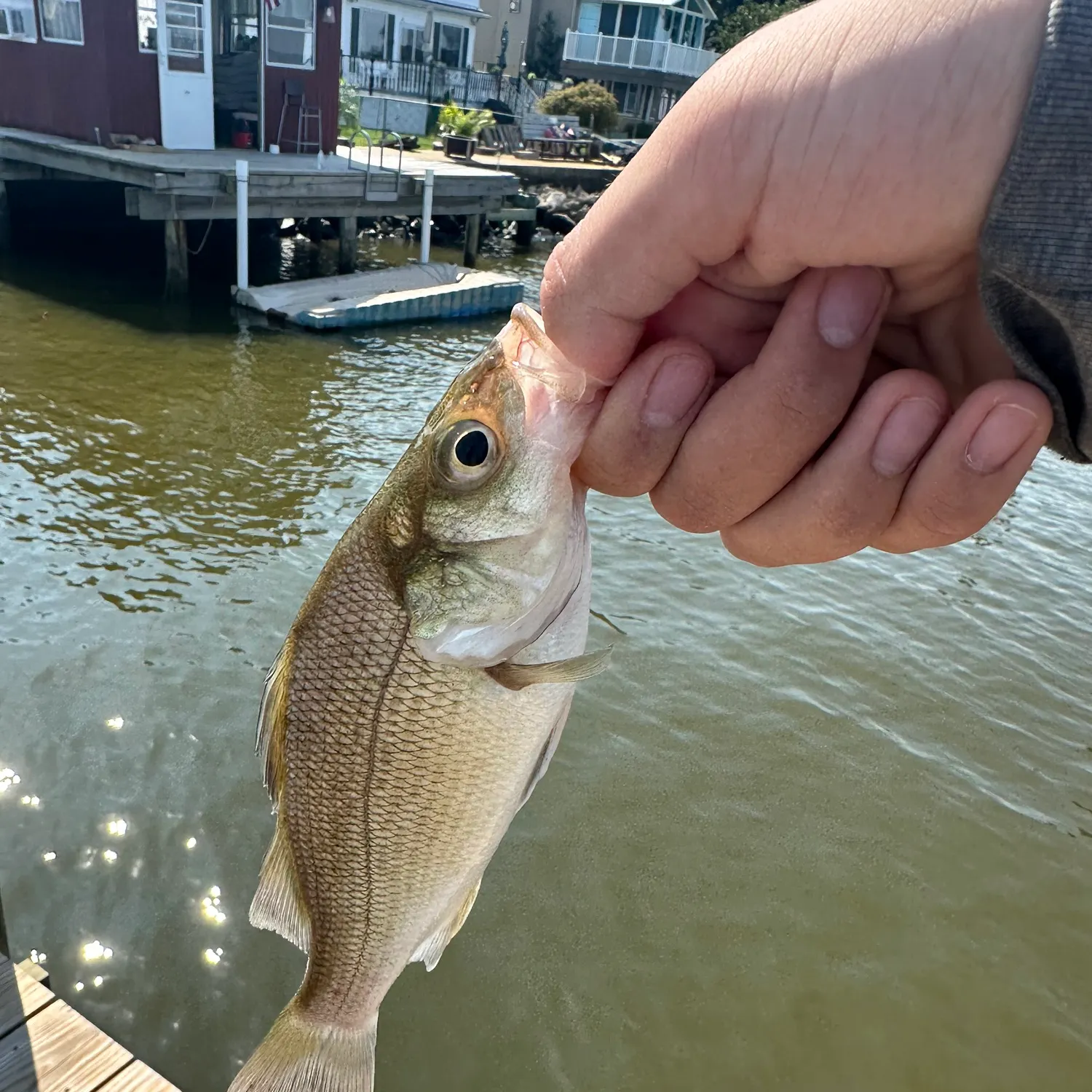 White perch caught on Fishbrain
