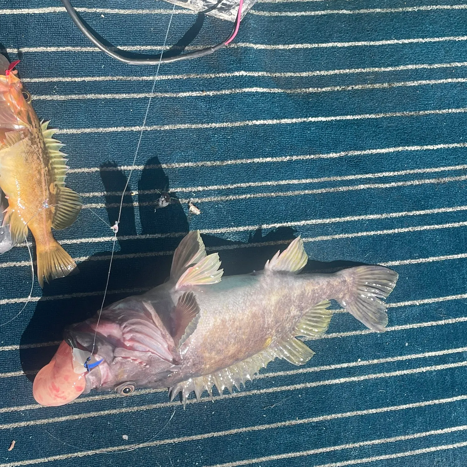 The most recent Gray rockfish catches on Fishbrain