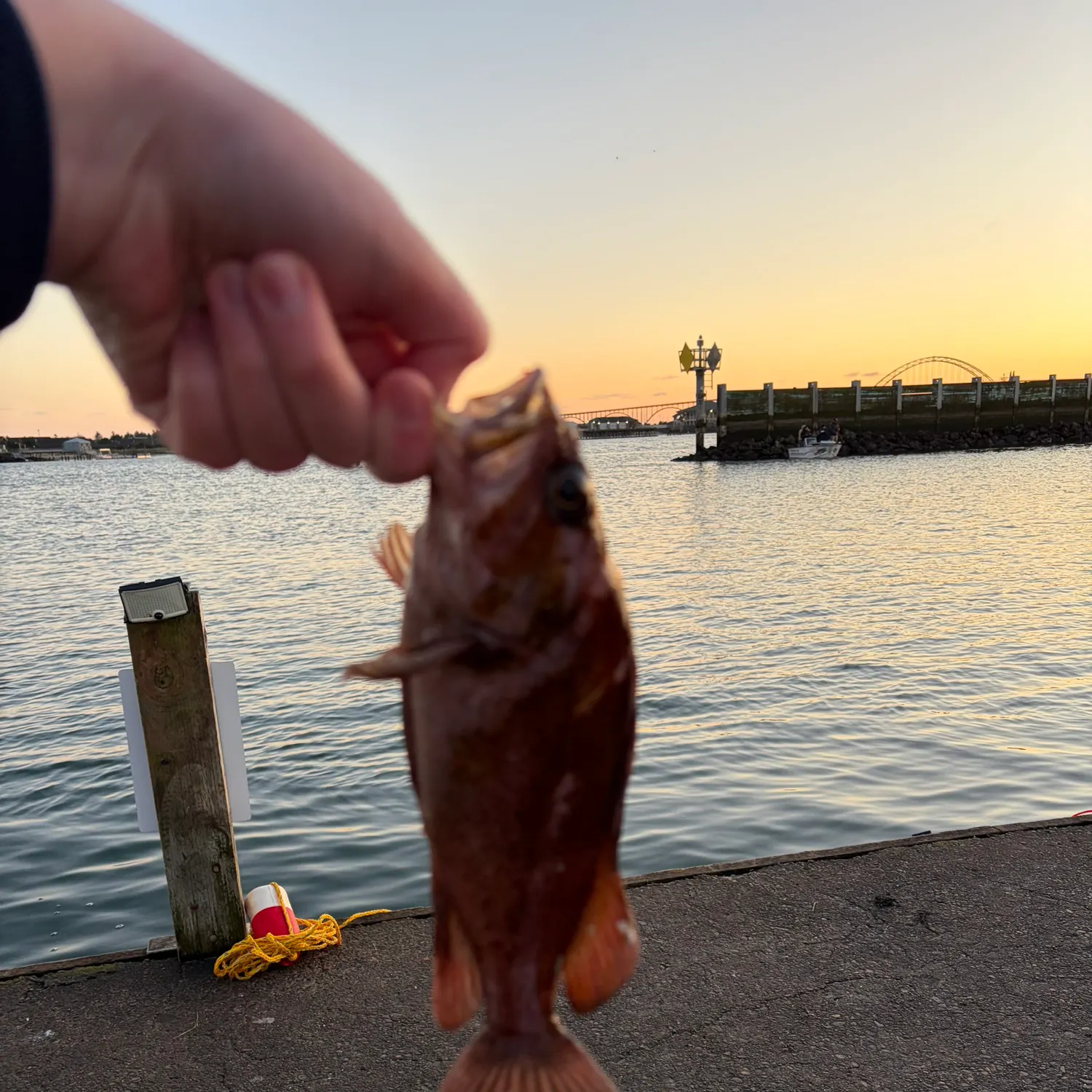The most recent Copper rockfish catches on Fishbrain