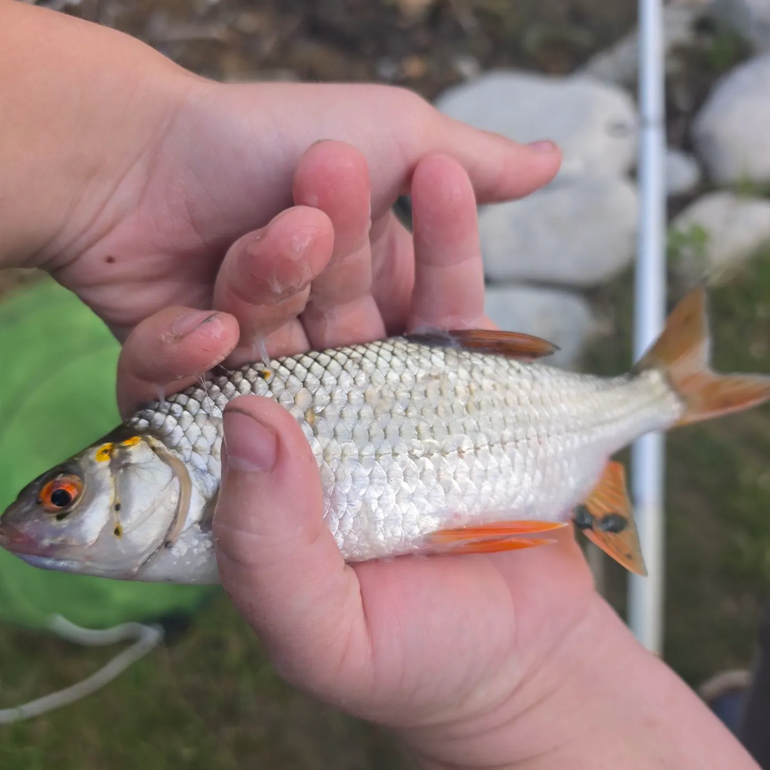 Common rudd caught on Fishbrain