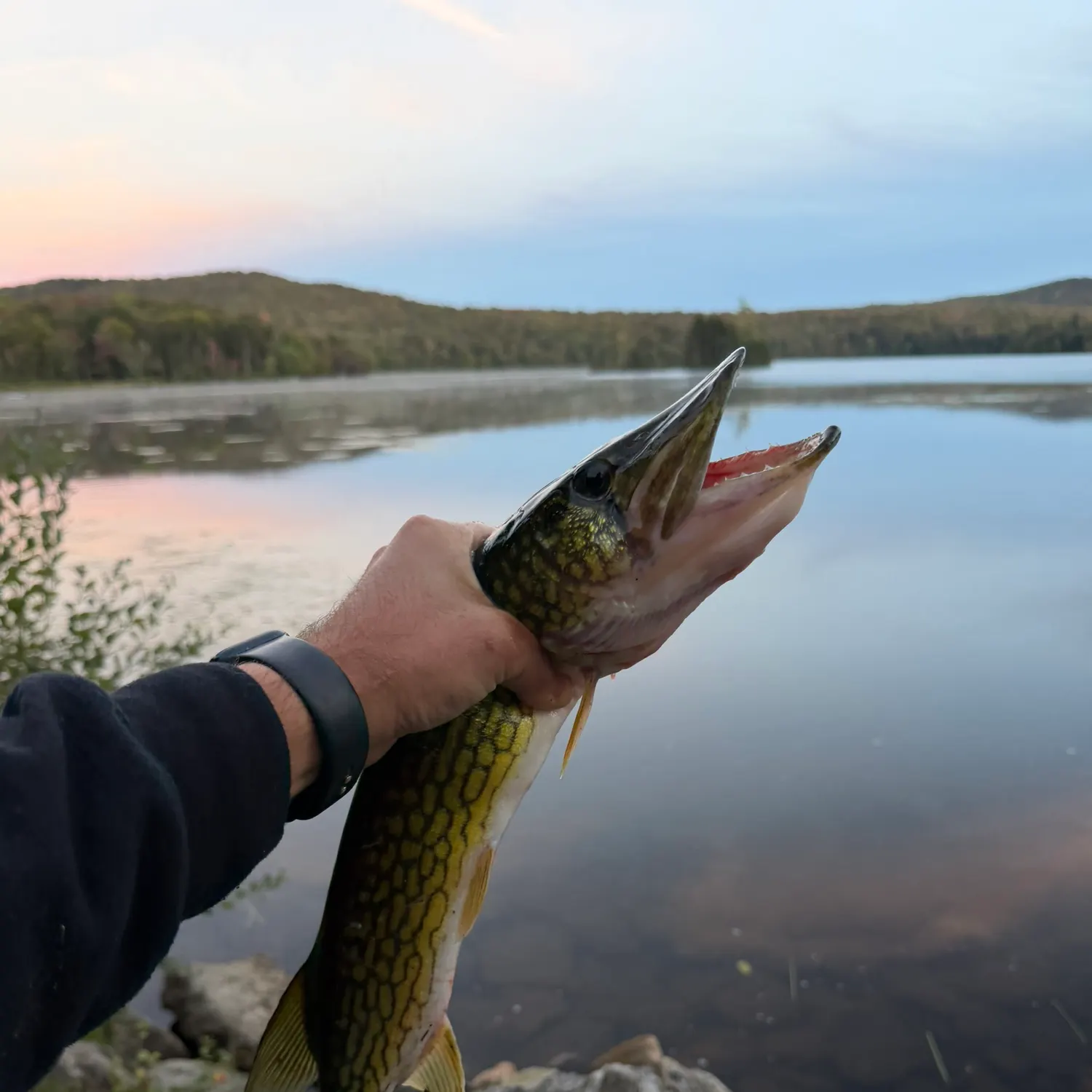 Chain pickerel caught on Fishbrain
