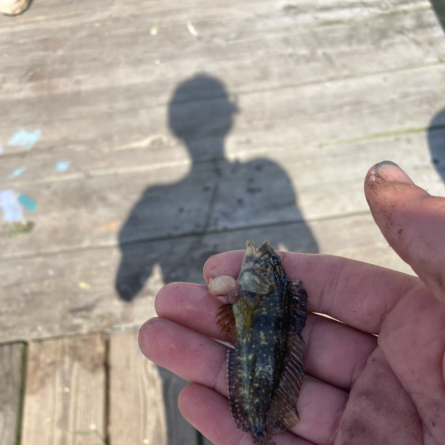 The most recent Northern snakehead catches on Fishbrain