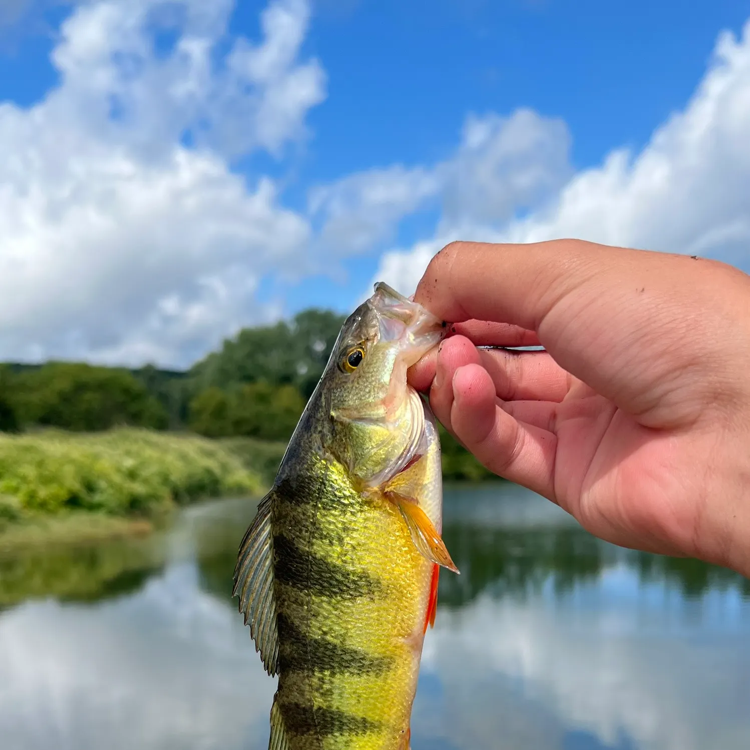 Yellow perch caught on Fishbrain