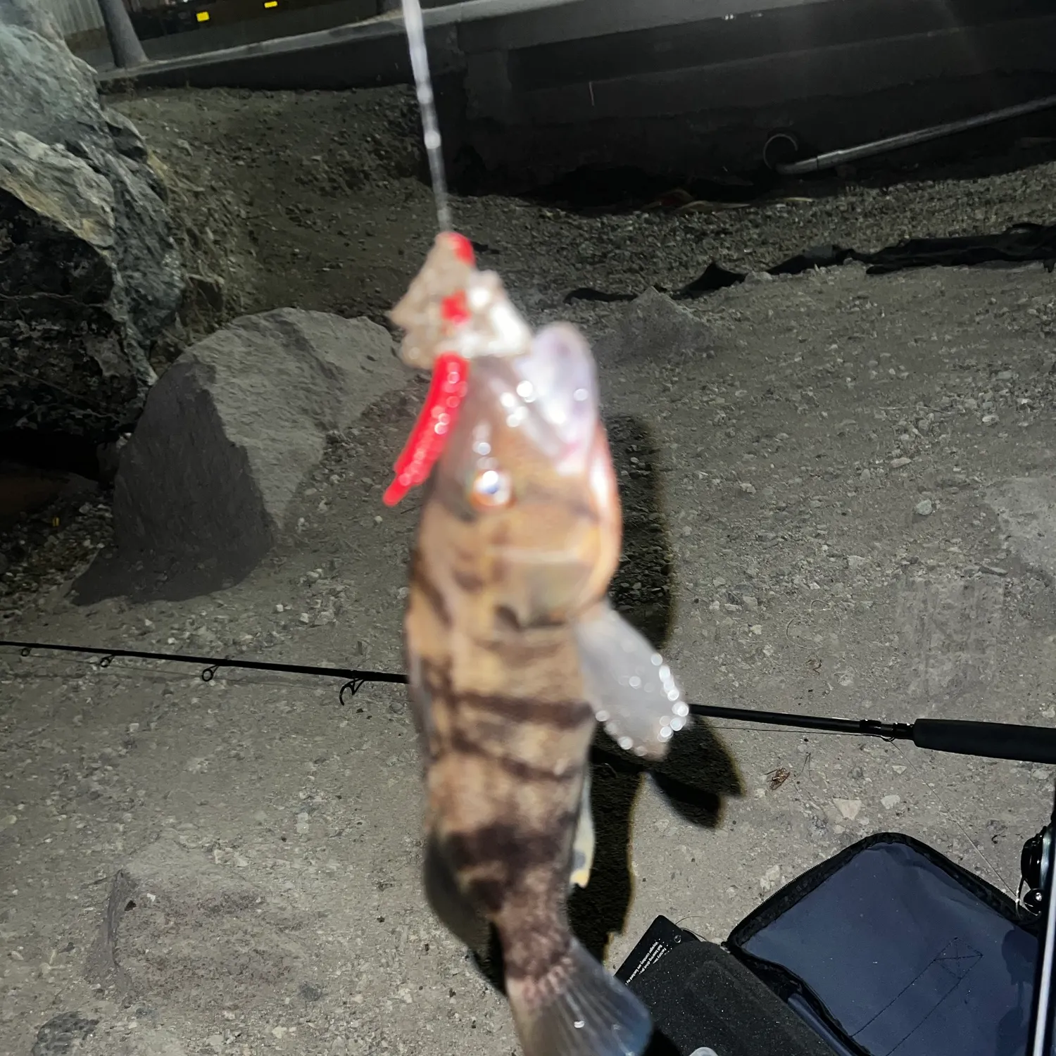 Barred sand bass caught on Fishbrain