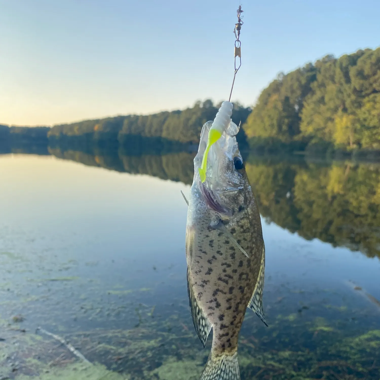 Black crappie caught on Fishbrain