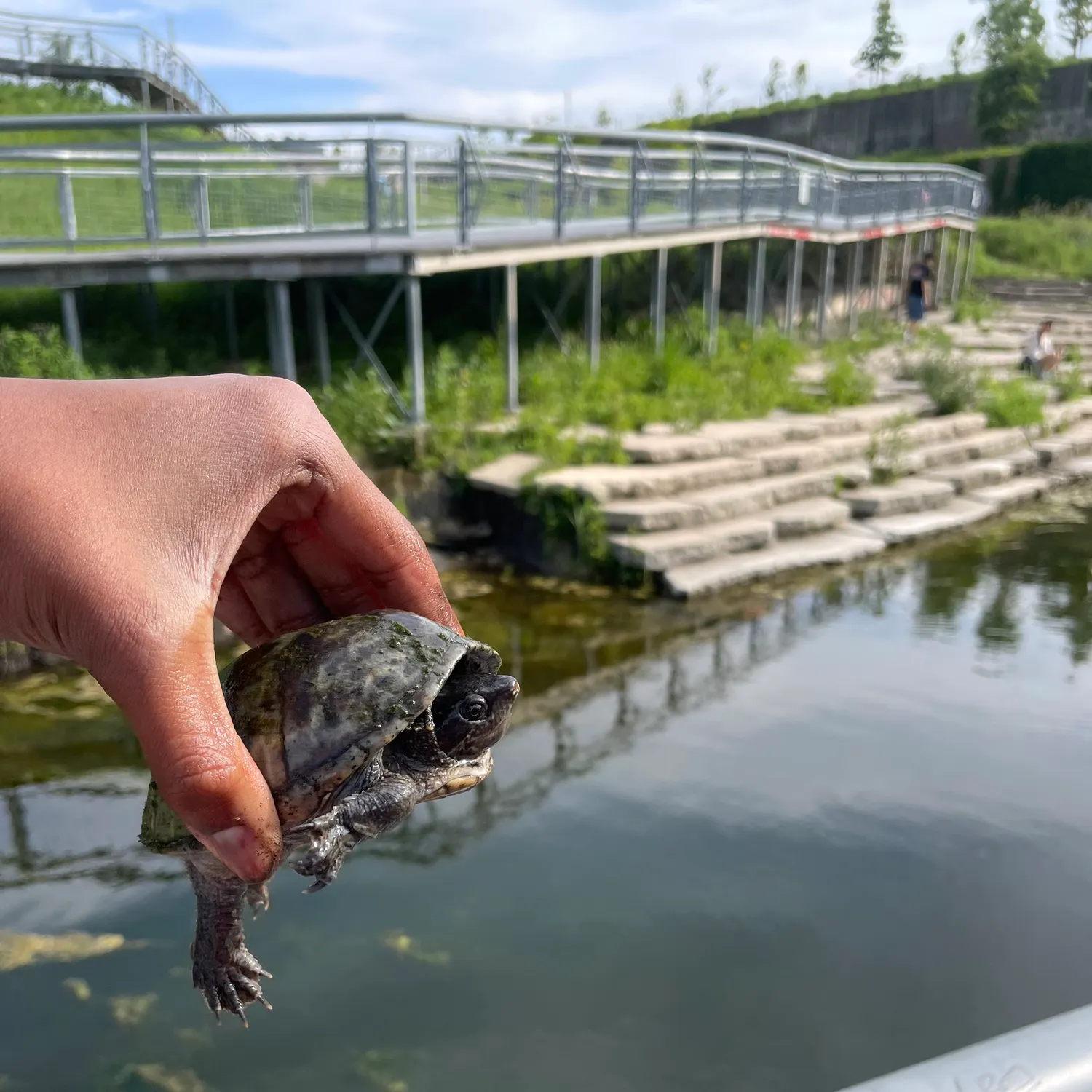 The most recent Spiny softshell turtle catches on Fishbrain