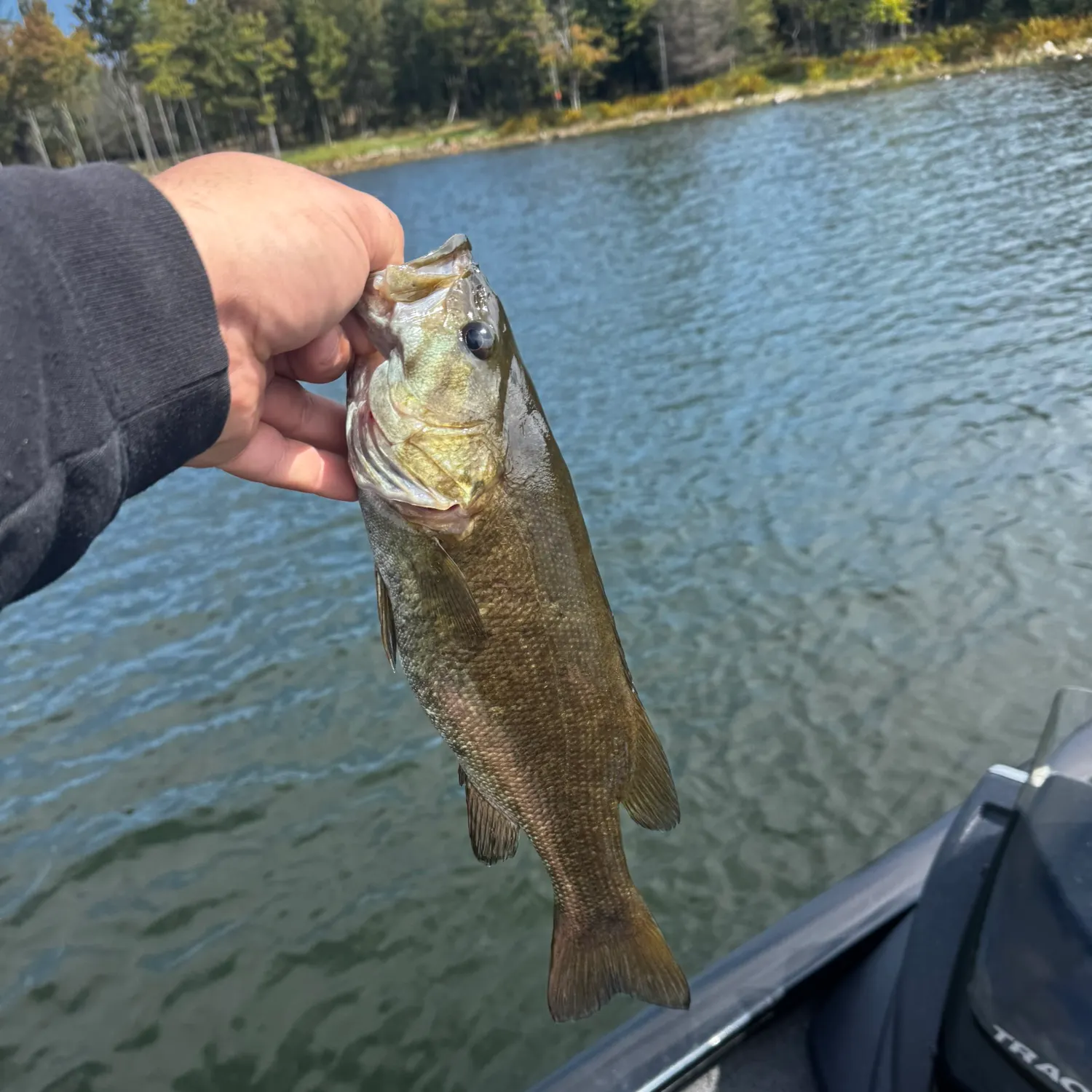 Smallmouth bass caught on Fishbrain