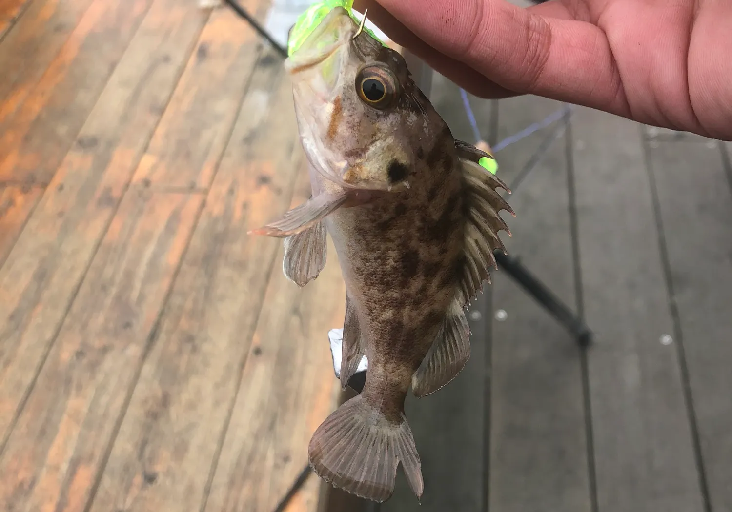 Brown rockfish