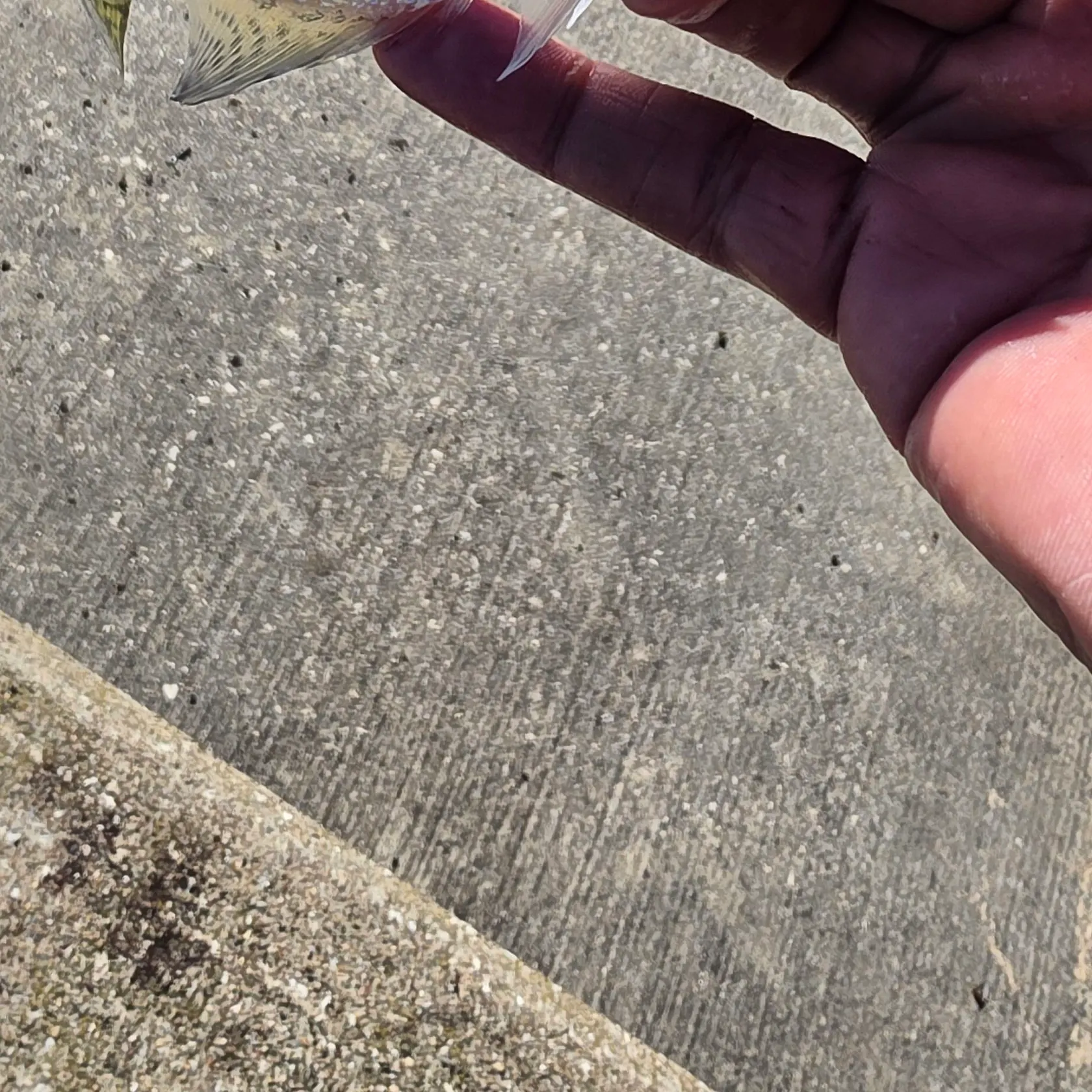 Black crappie caught on Fishbrain