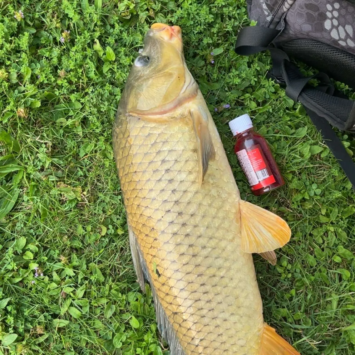 Common carp caught on Fishbrain