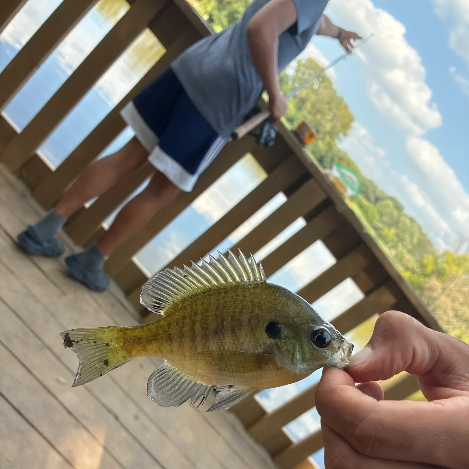 Bluegill caught on Fishbrain