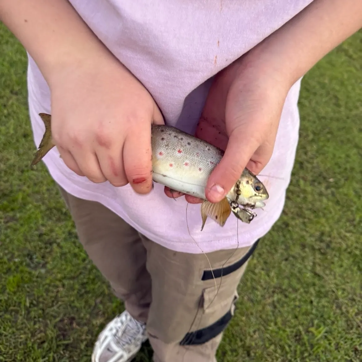 Brown trout caught on Fishbrain