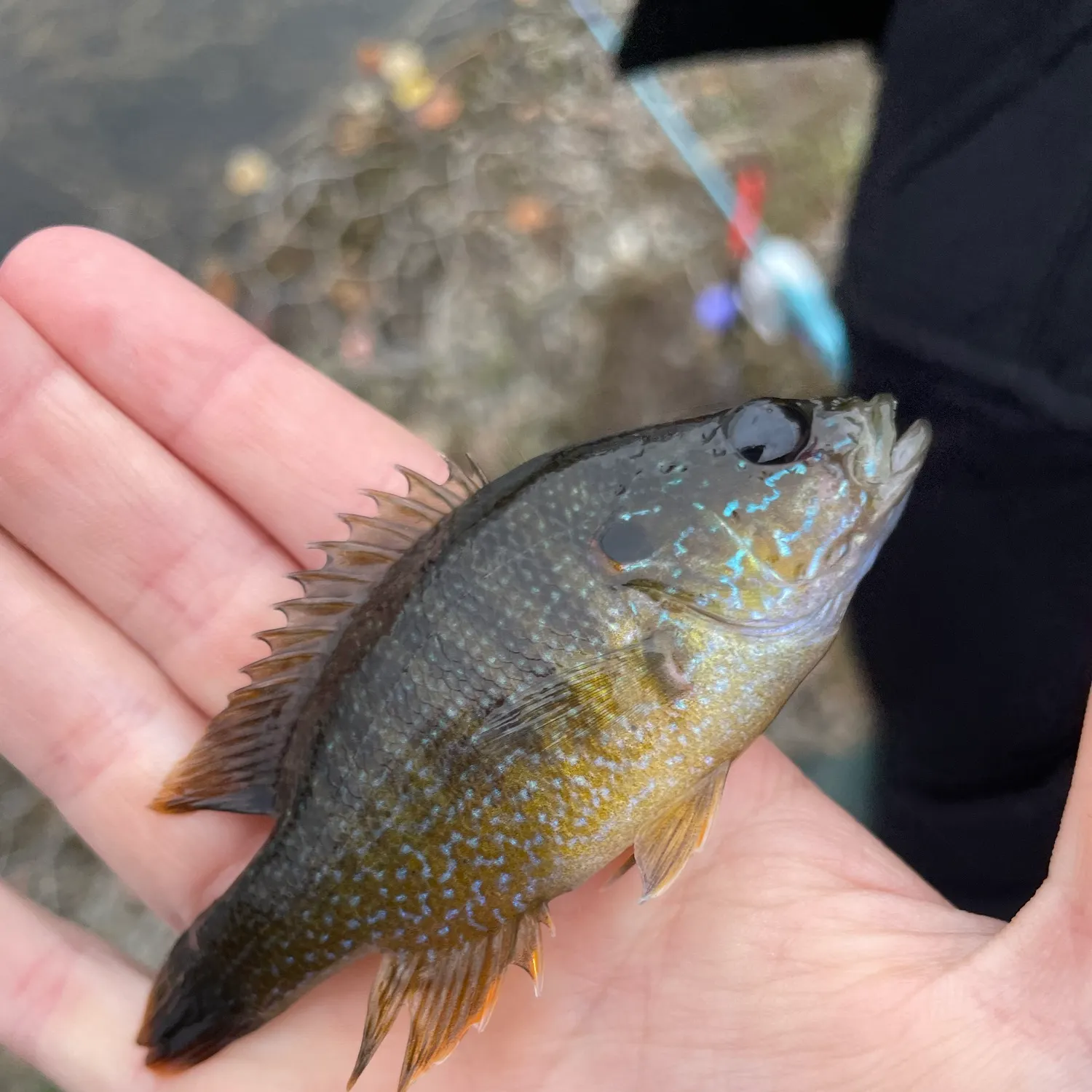 Green sunfish caught on Fishbrain