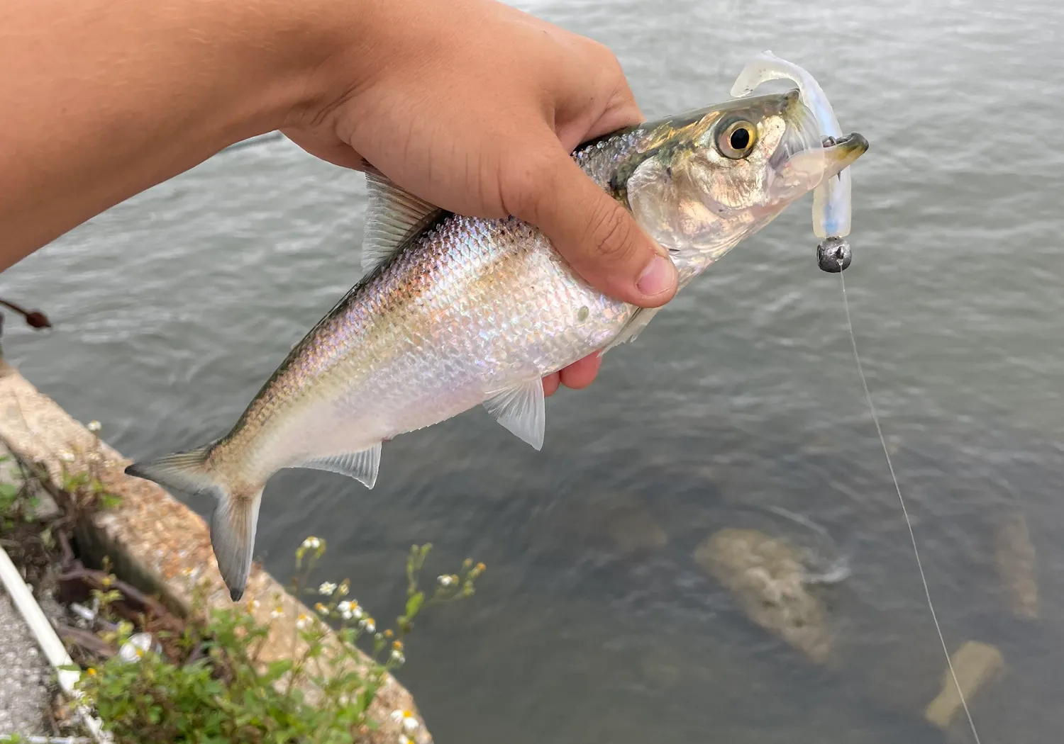 Skipjack shad