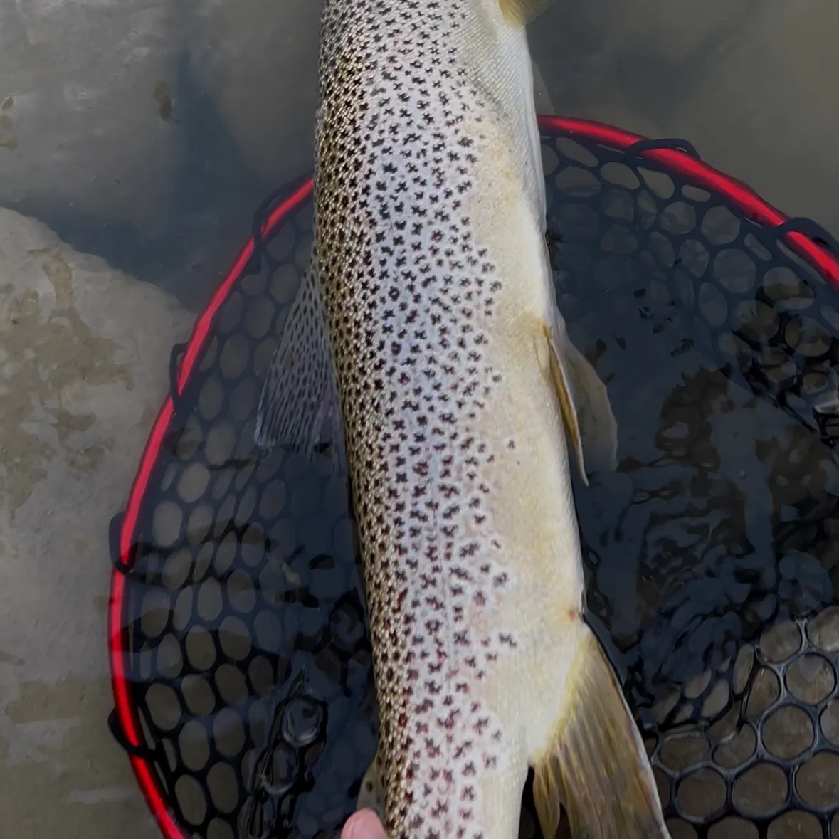 Brown trout caught on Fishbrain