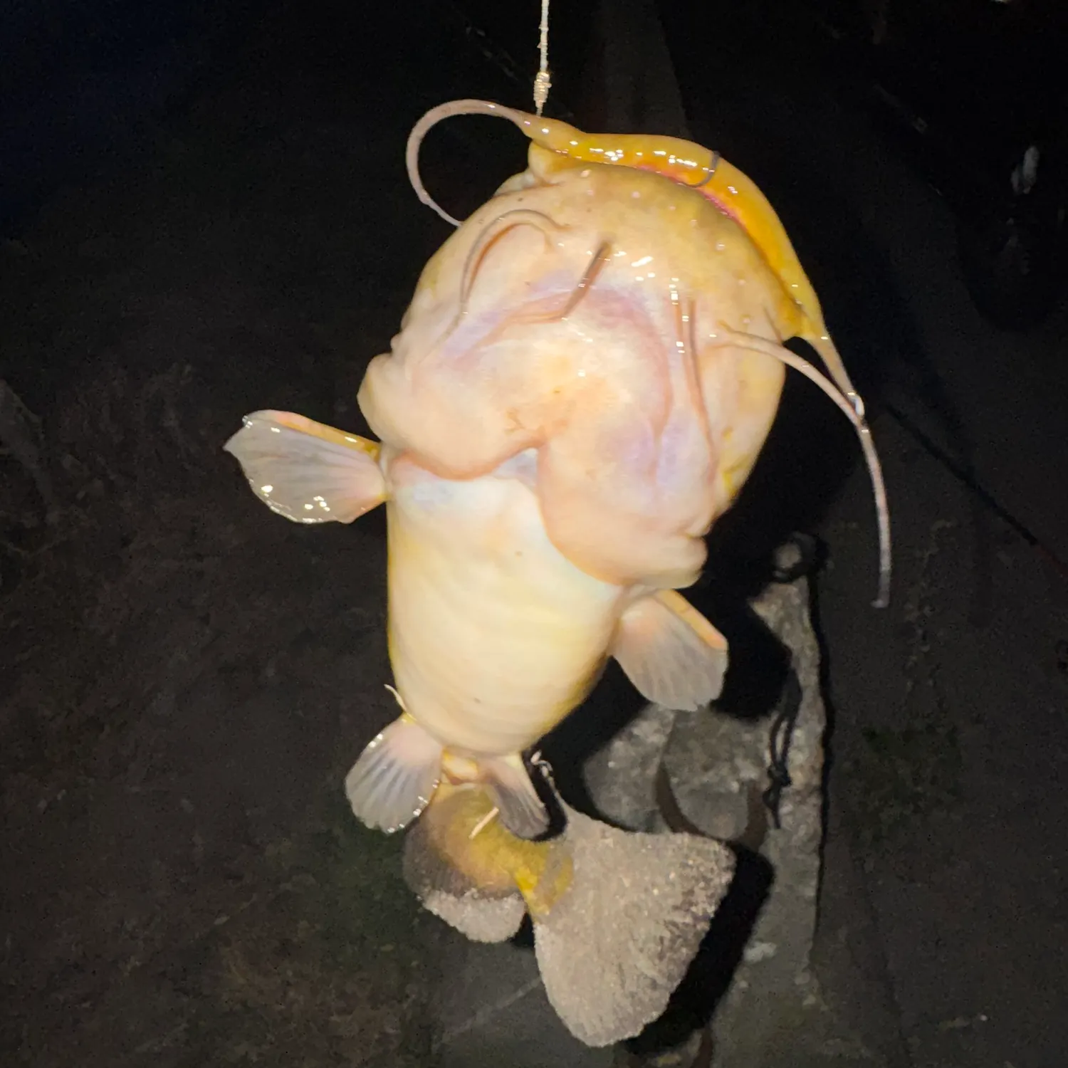Yellow bullhead caught on Fishbrain