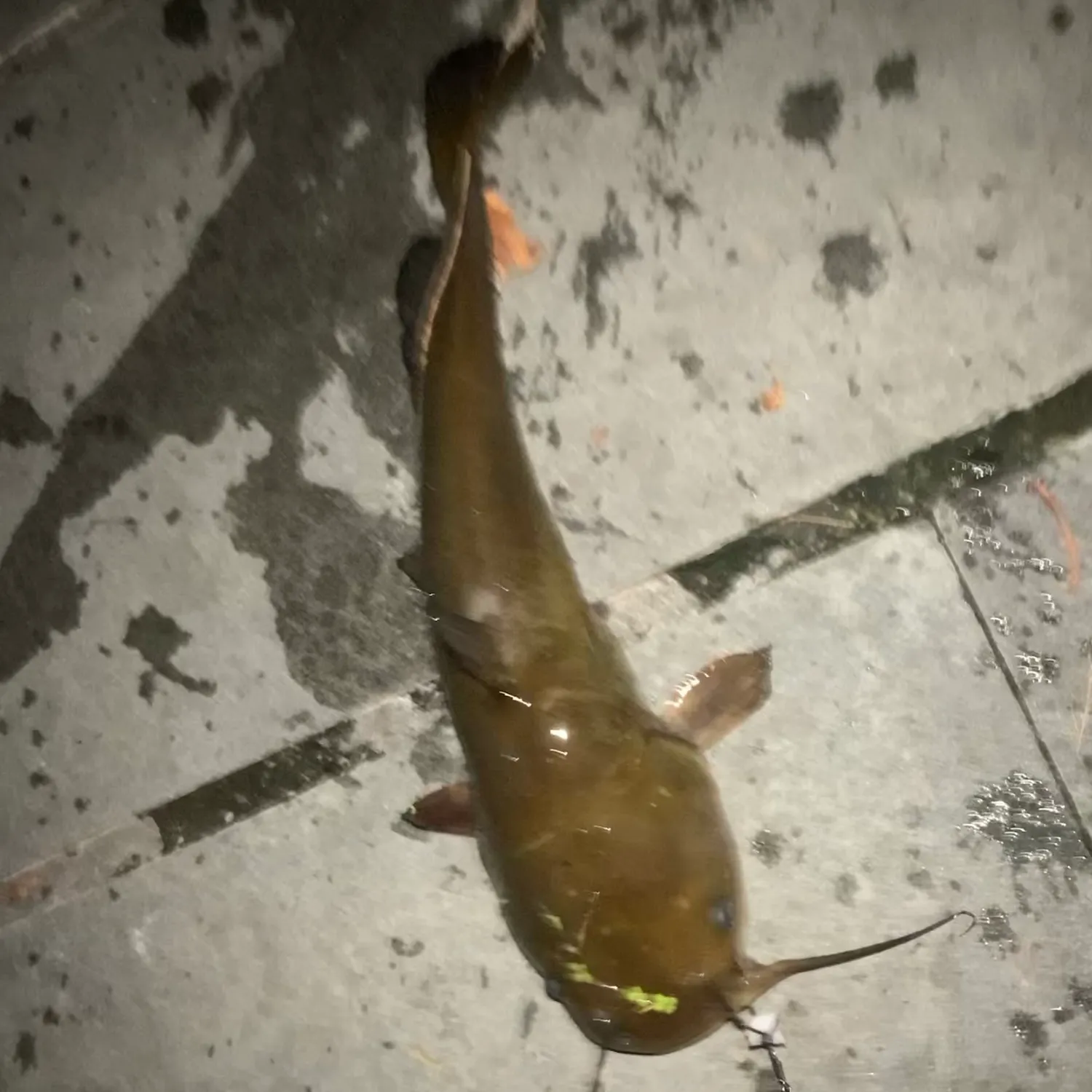 Brown bullhead caught on Fishbrain