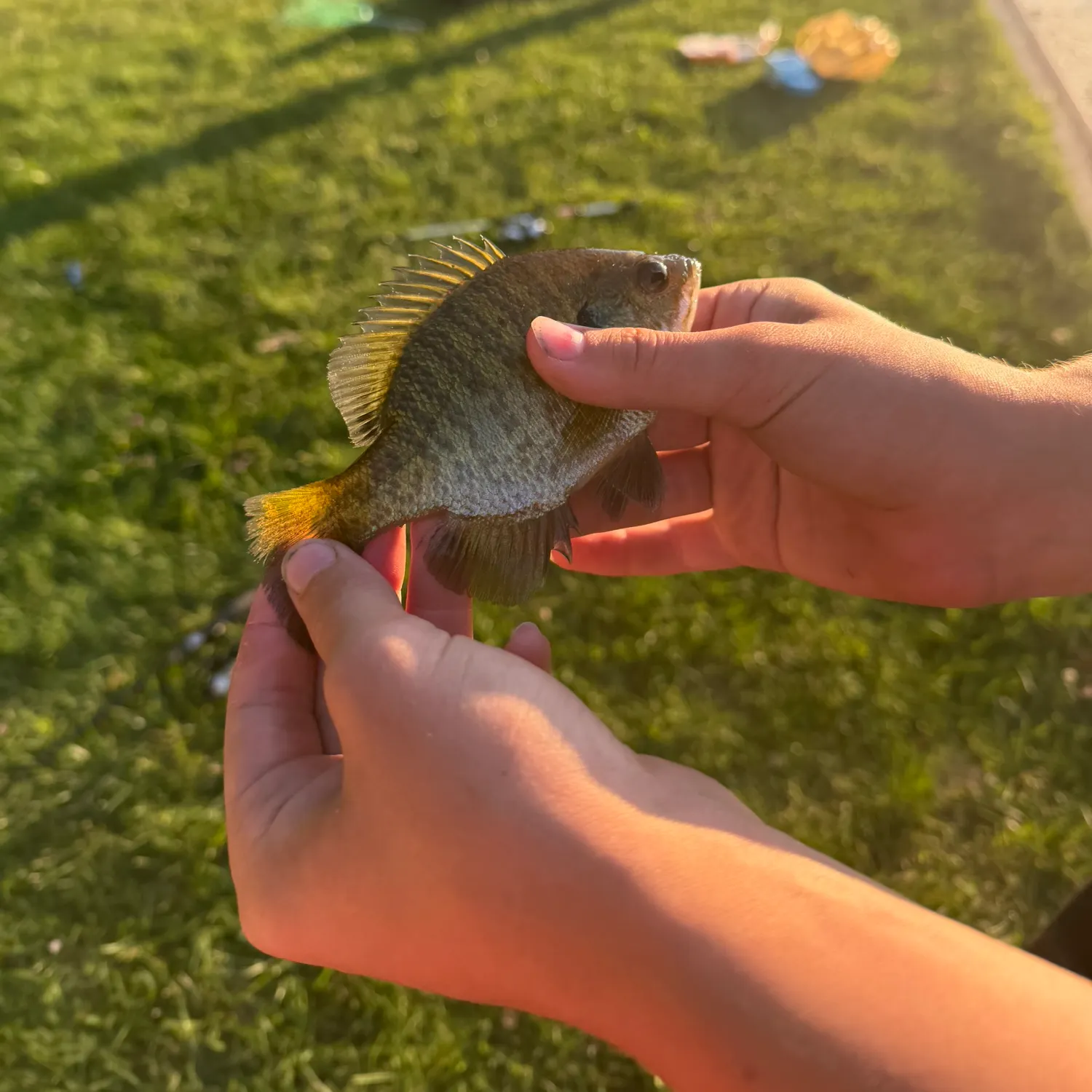 Bluegill caught on Fishbrain