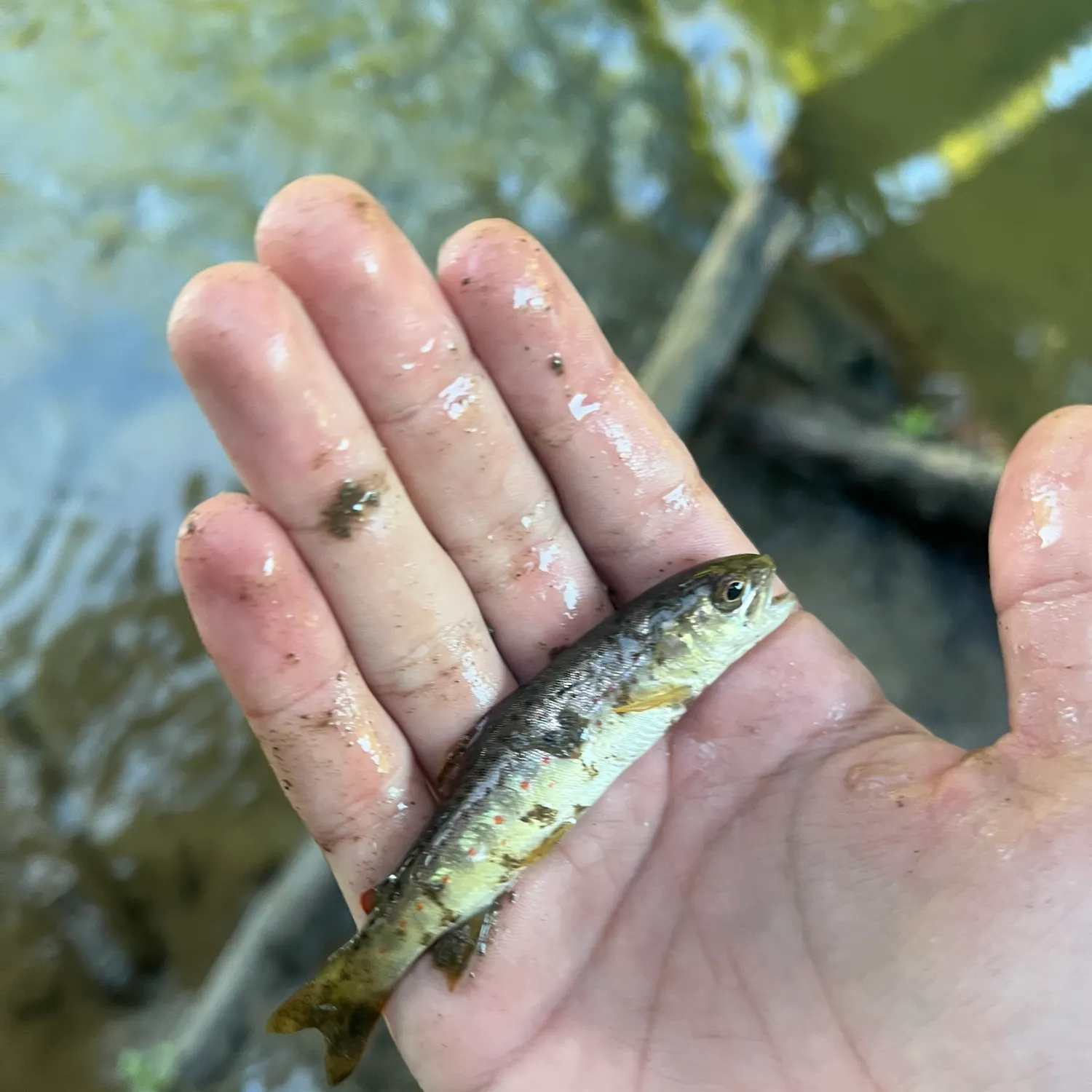 Brown trout caught on Fishbrain