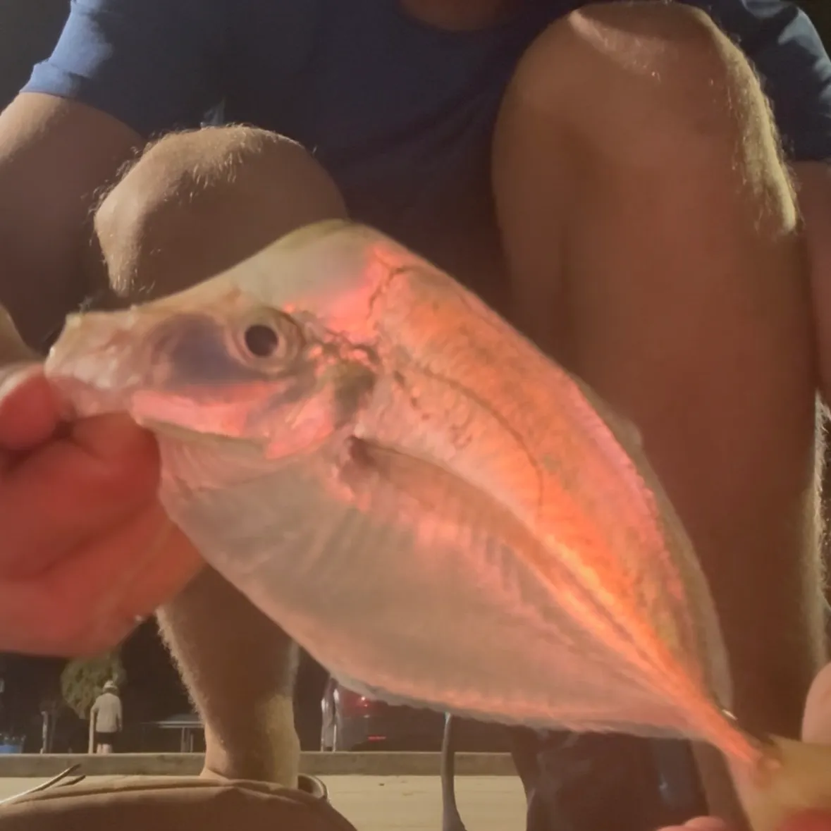 The most recent Lookdown catches on Fishbrain
