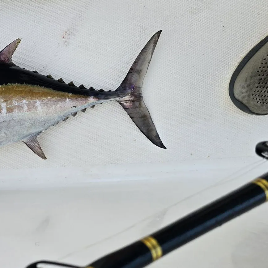 The most recent Blackfin tuna catches on Fishbrain