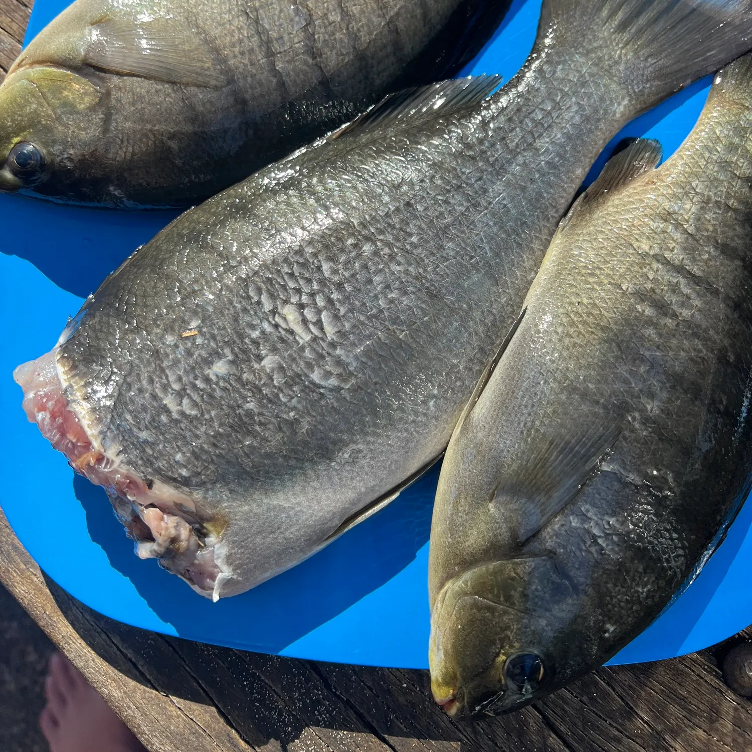 recently logged catches